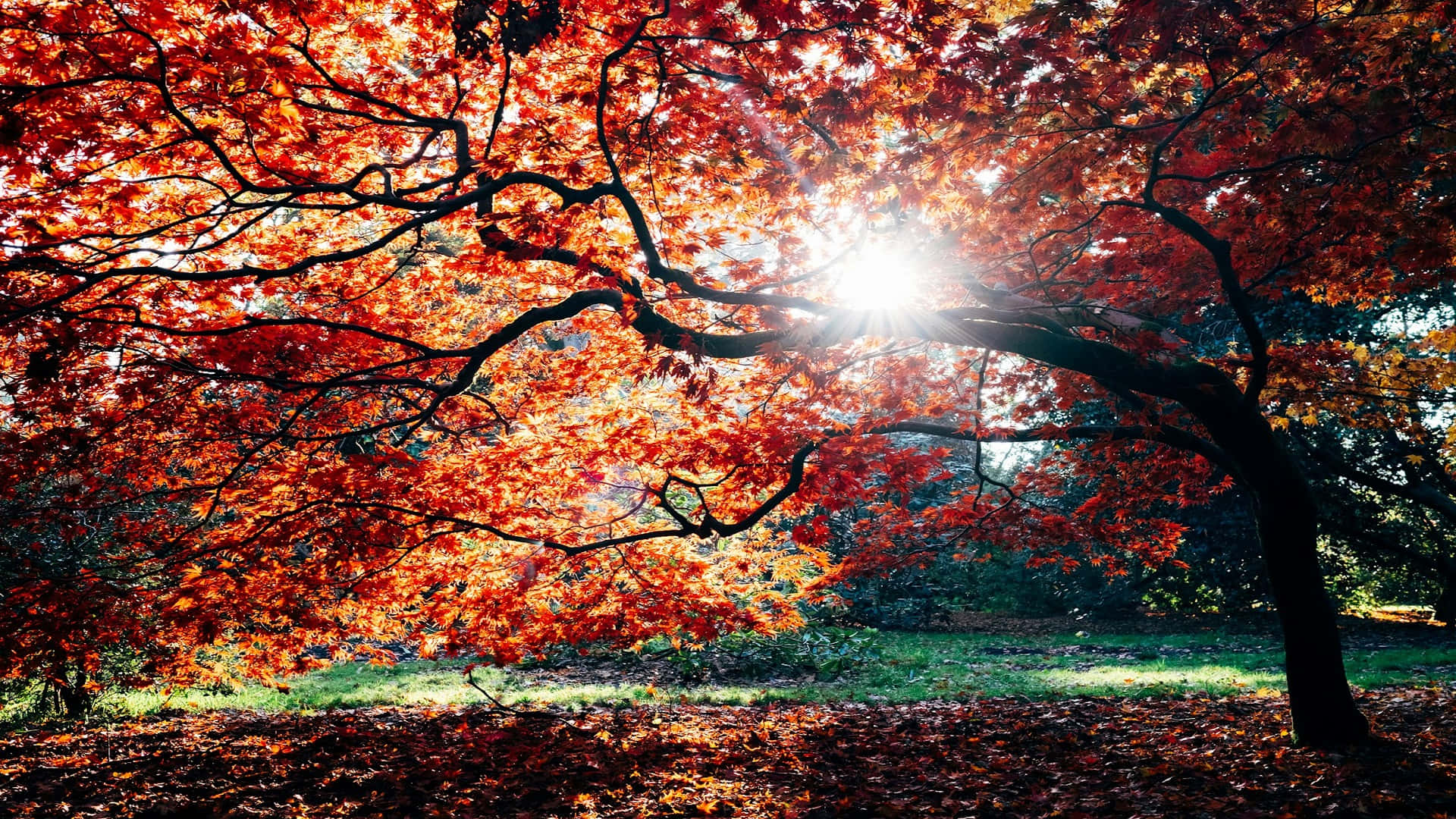 Autumn Sunburst Tree, fiery red autumn leaves, sunlight bursts, Full HD Desktop Wallpaper