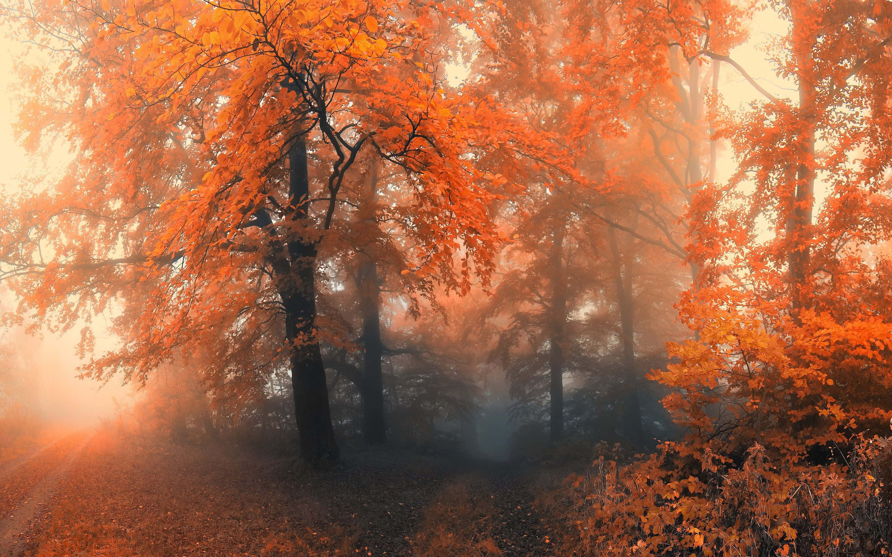 cozy fall desktop, vibrant orange autumn leaves, misty forest, 2K Desktop Wallpaper
