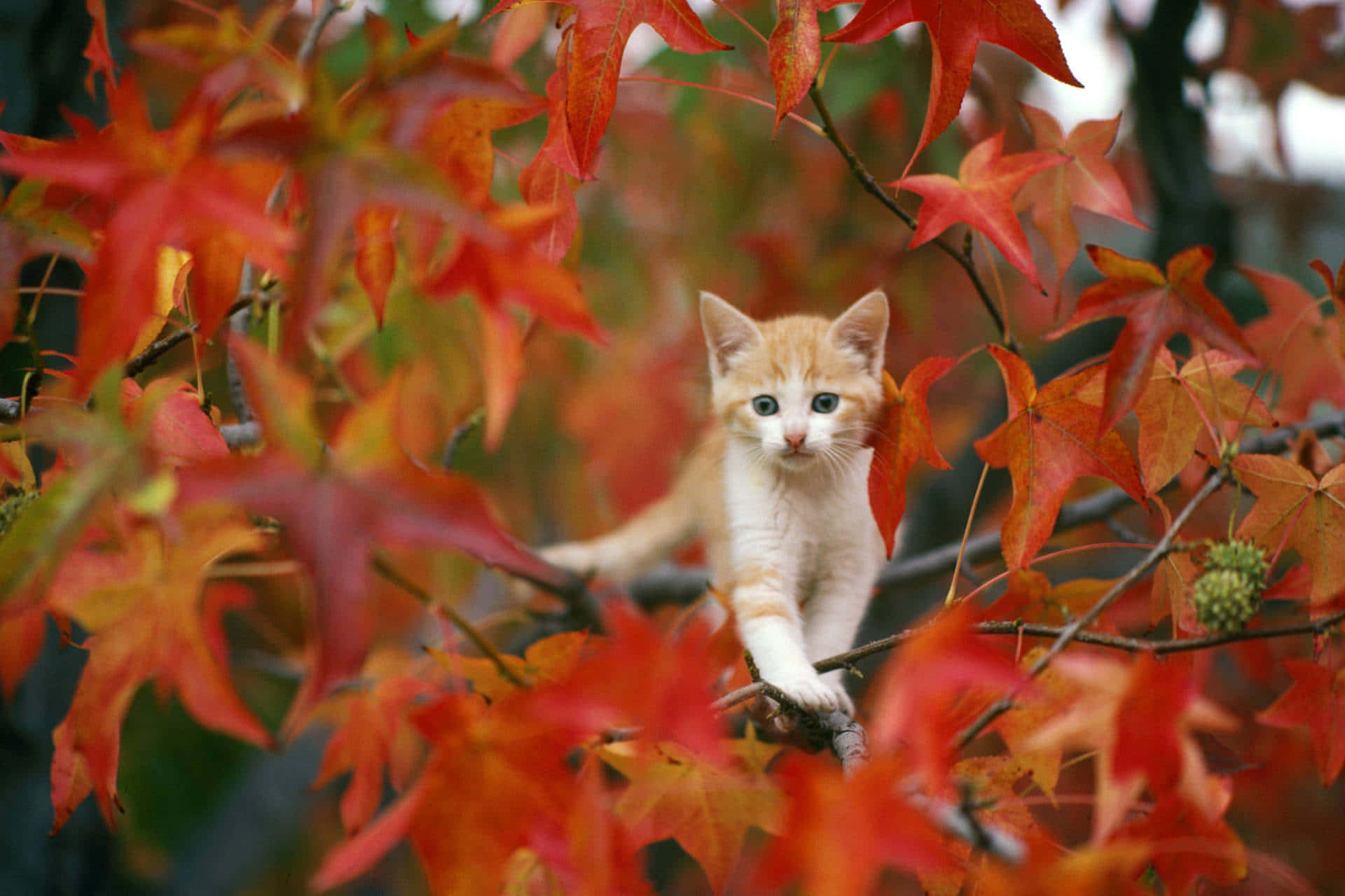 fall aesthetic desktop, orange kitten, branch, Full HD Desktop Wallpaper
