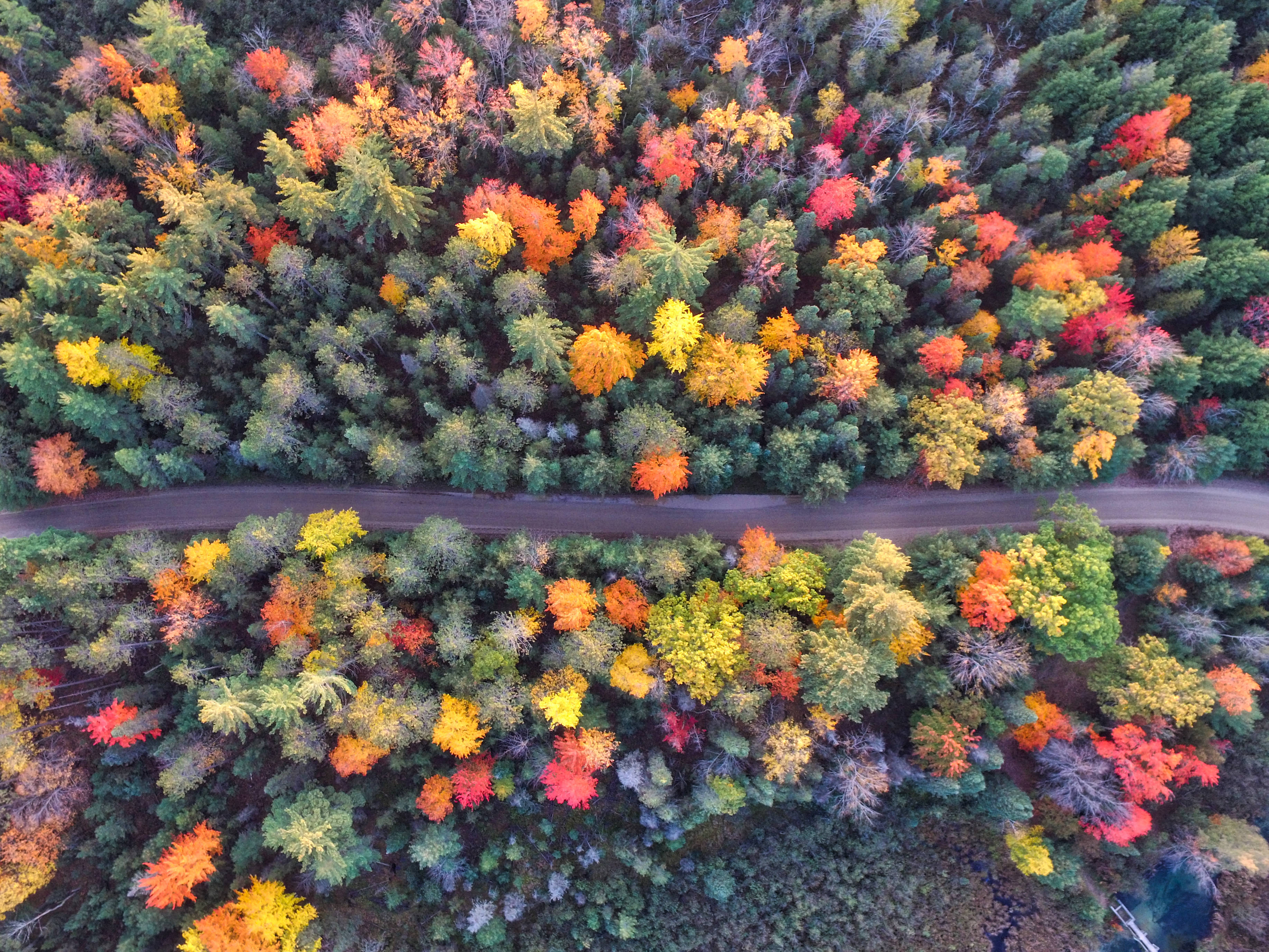 autumn, winding road, dense forest, 2K Desktop Wallpaper