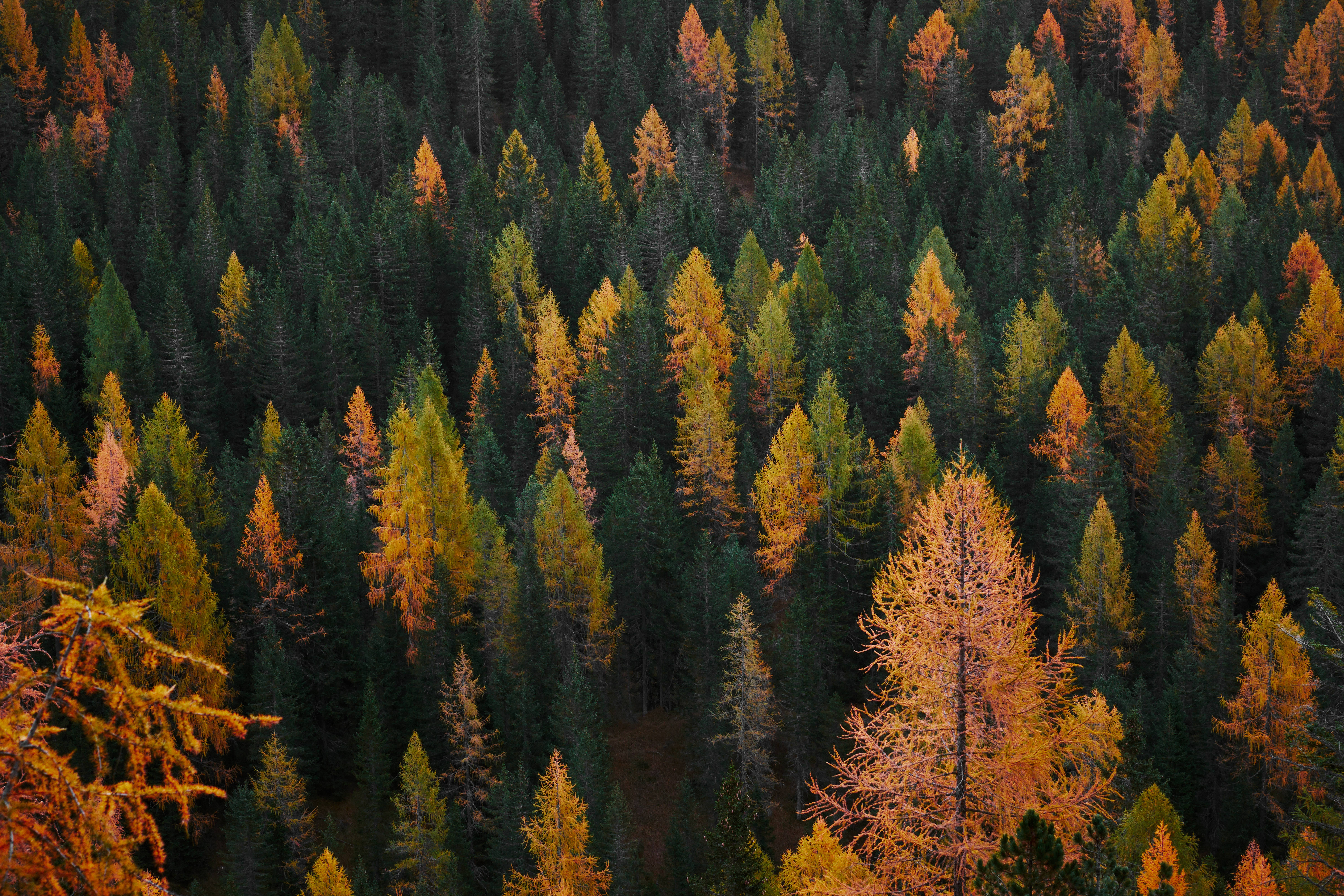 aerial view, dense forest, golden larch trees, 5K Desktop Wallpaper