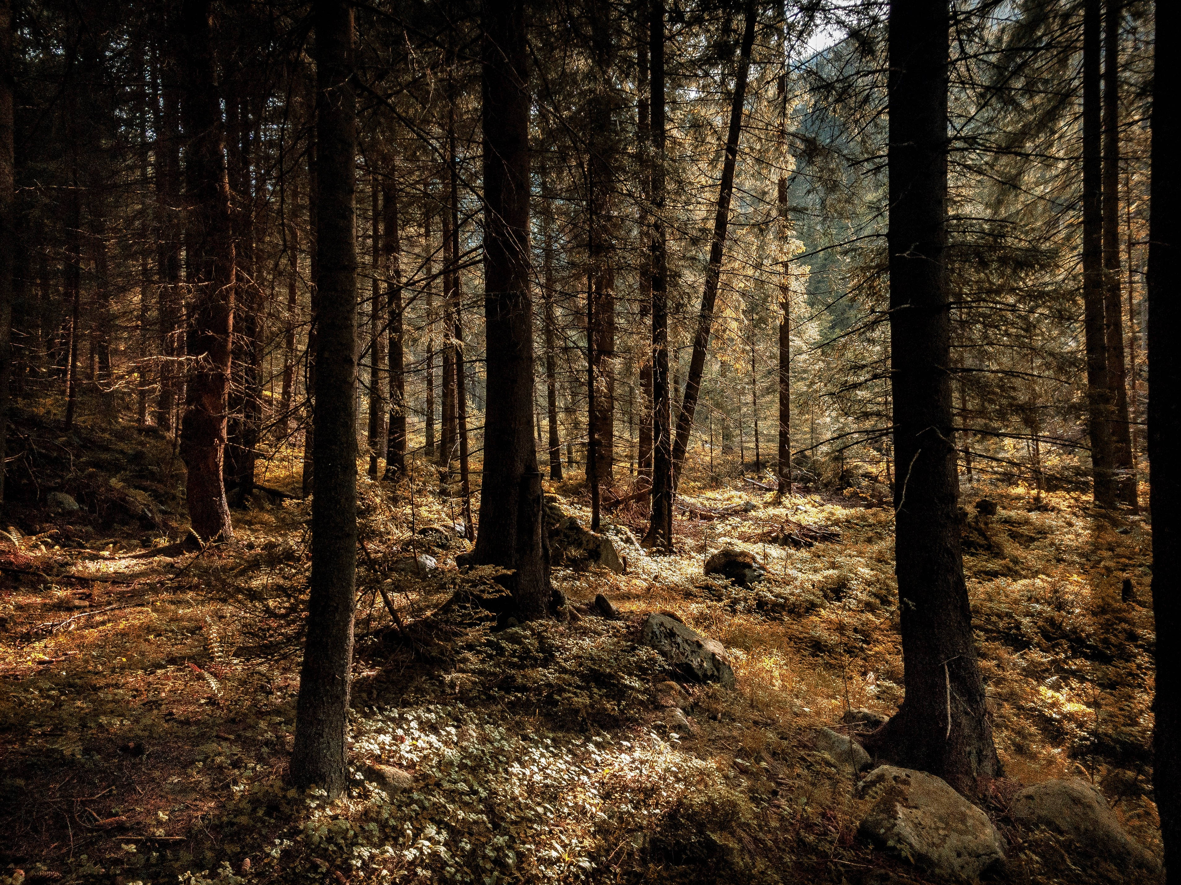 tall pine trees, golden beams, mossy forest floor, 2K Desktop Wallpaper