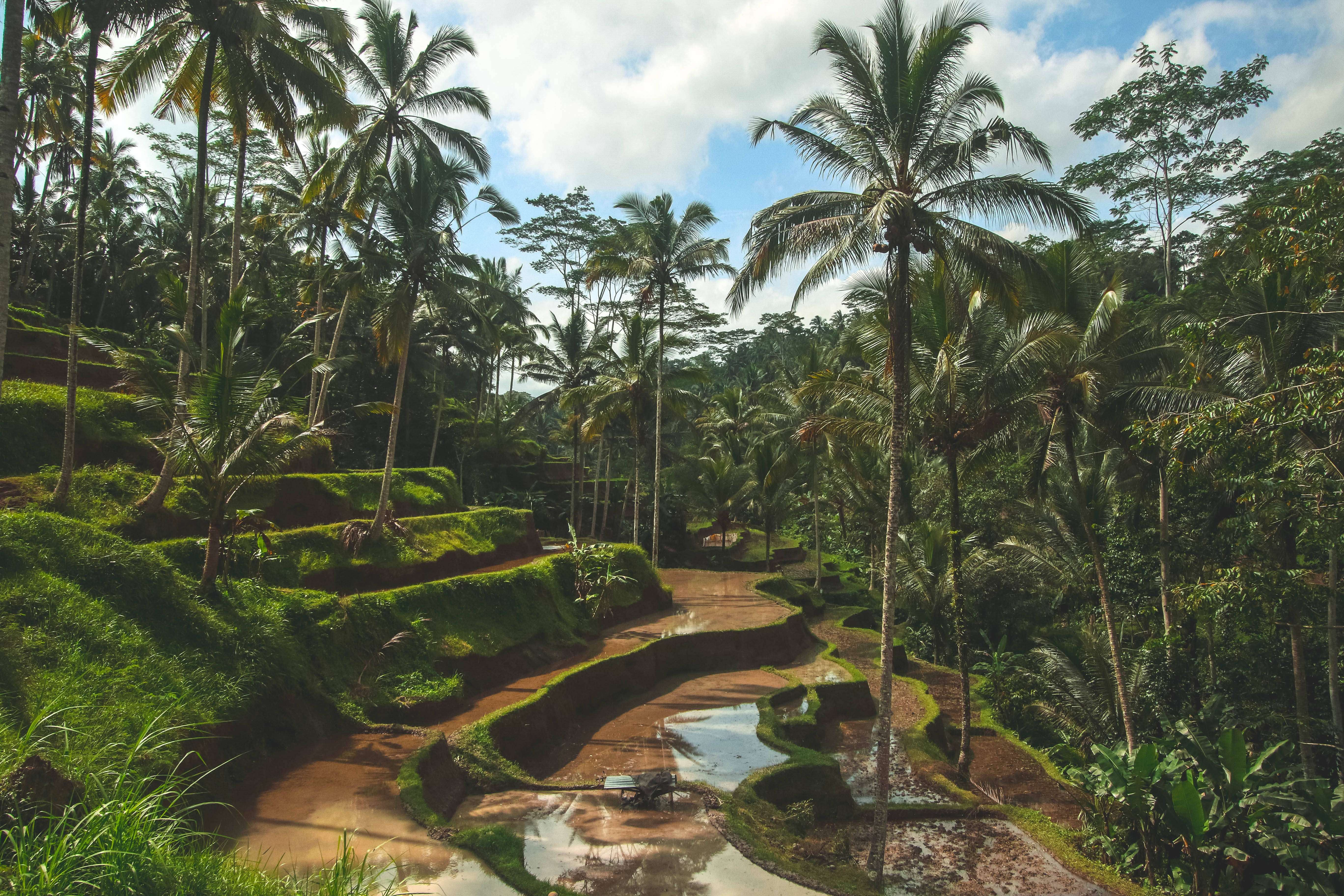HD Forest, coconut trees, tropical rice terraces, 5K Desktop Wallpaper