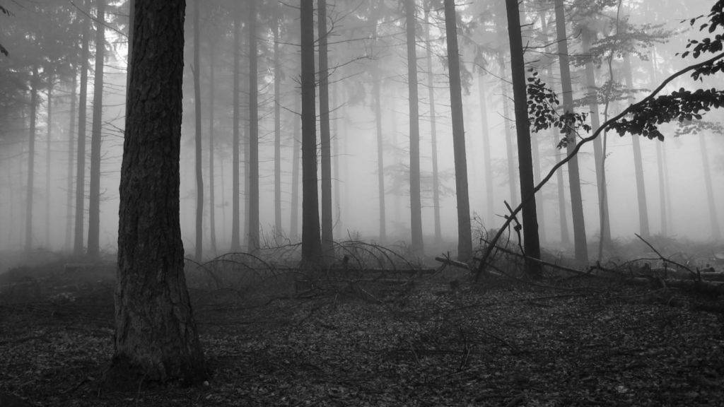 dawn, dense forest, misty, SD Desktop Wallpaper