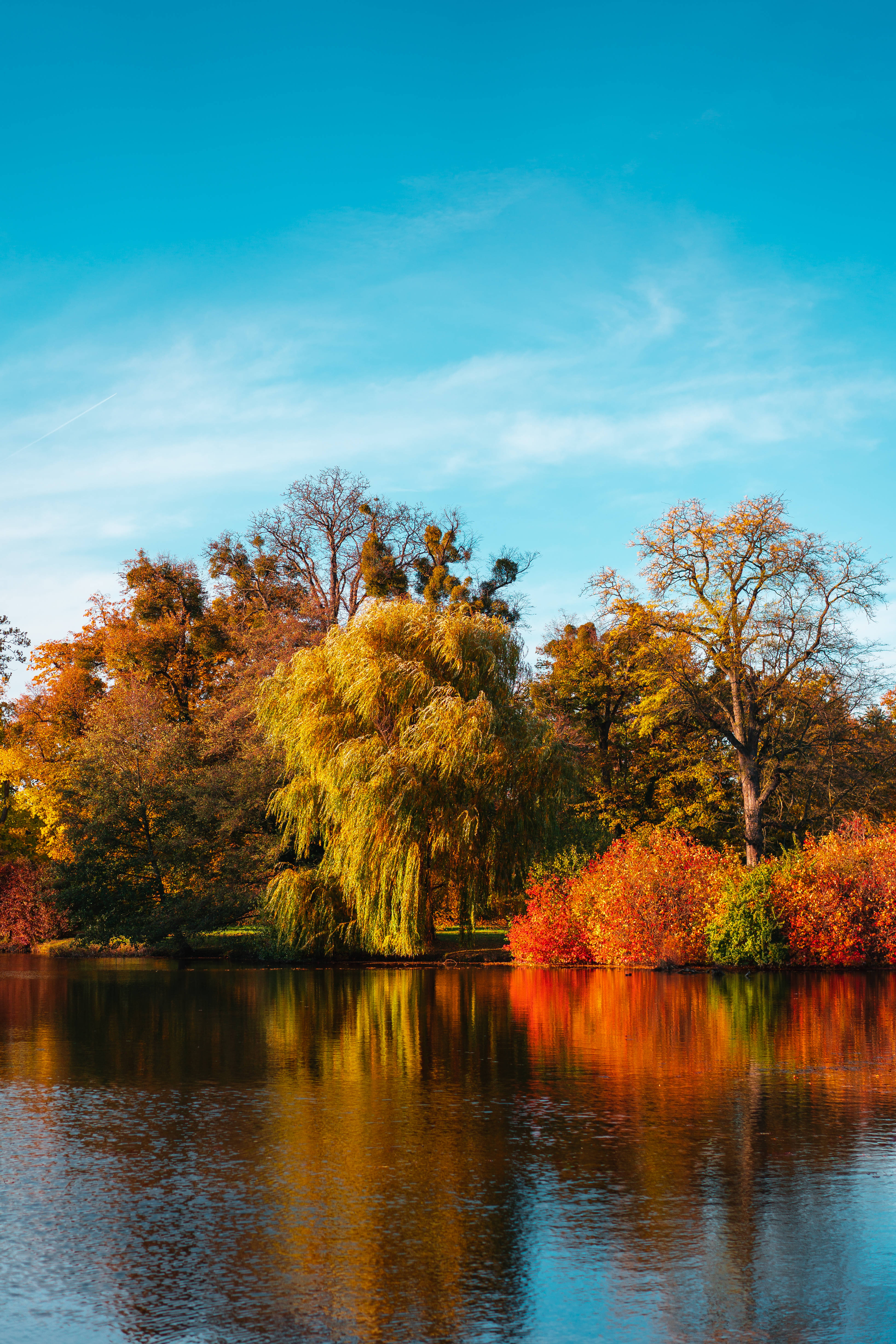 HD Forest, autumn, golden leaves, 5K Phone Wallpaper