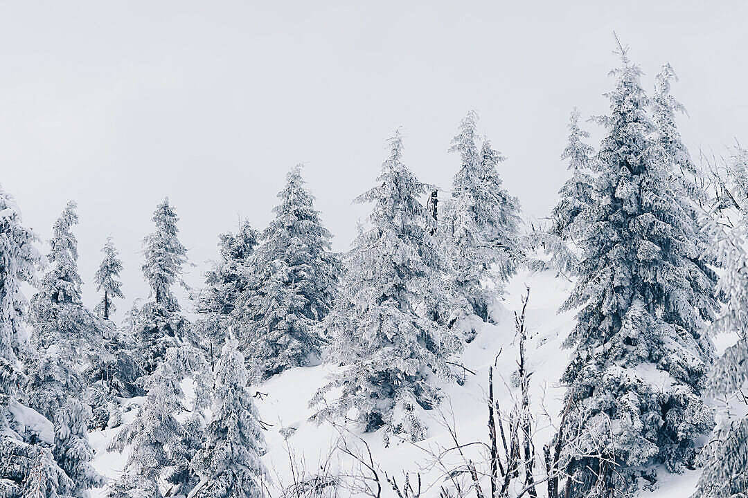lush green HD forest, snow-laden evergreen trees, quiet mountain slope, SD Desktop Wallpaper