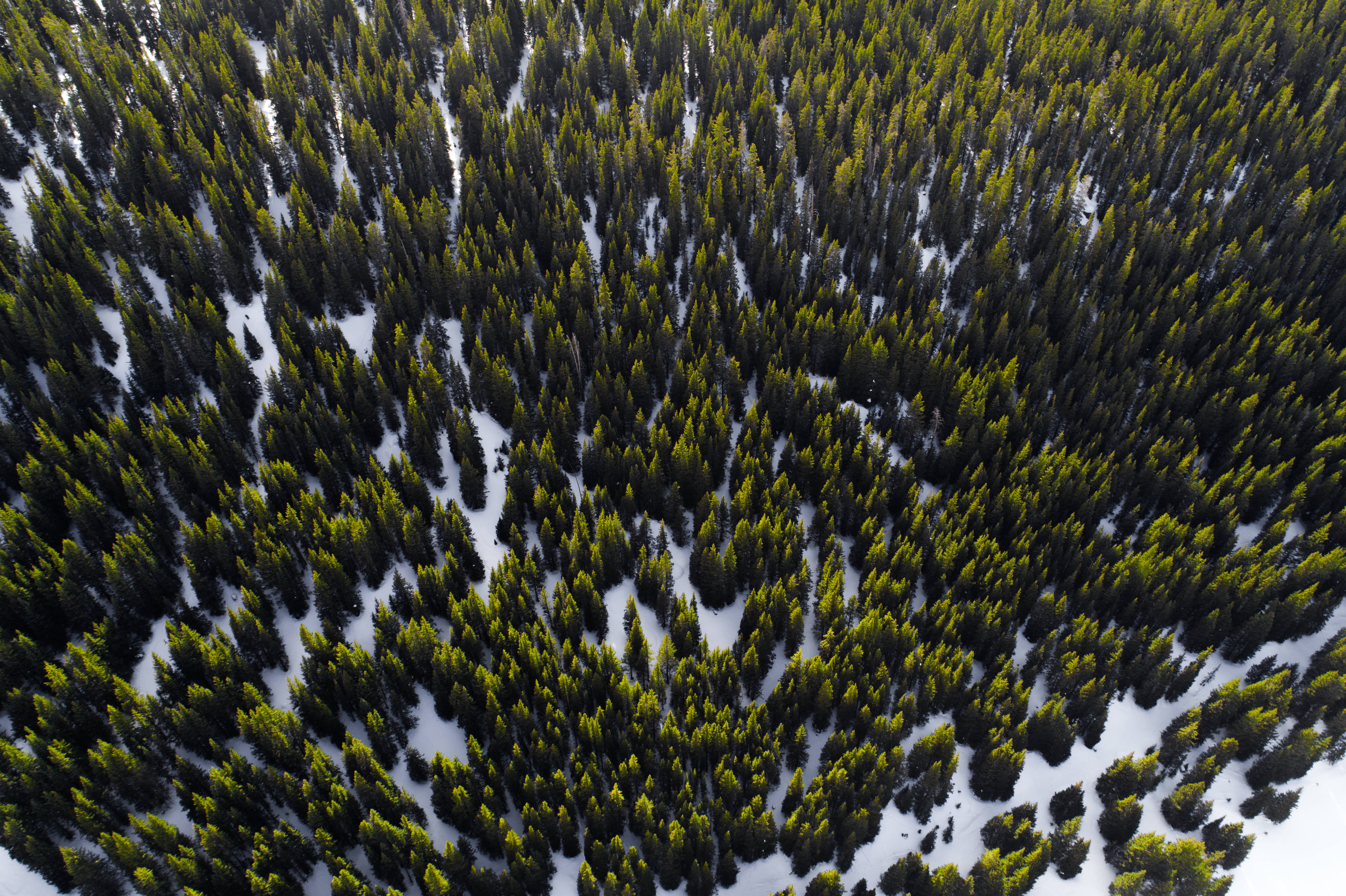 HD Forest, green forest, winter, 5K Desktop Wallpaper