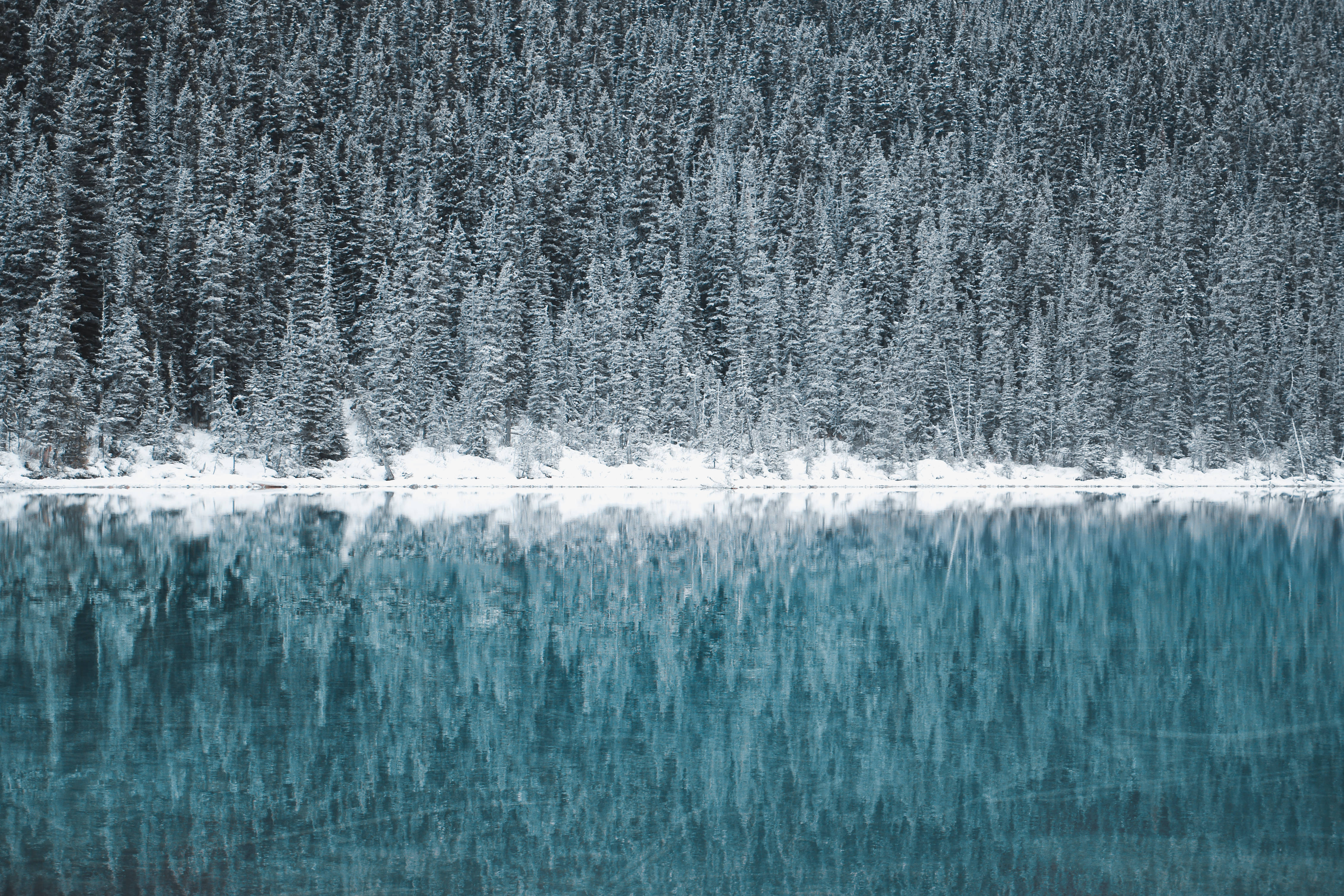 HD Forest, snow-covered pine trees, calm turquoise lake, 4K Desktop Wallpaper
