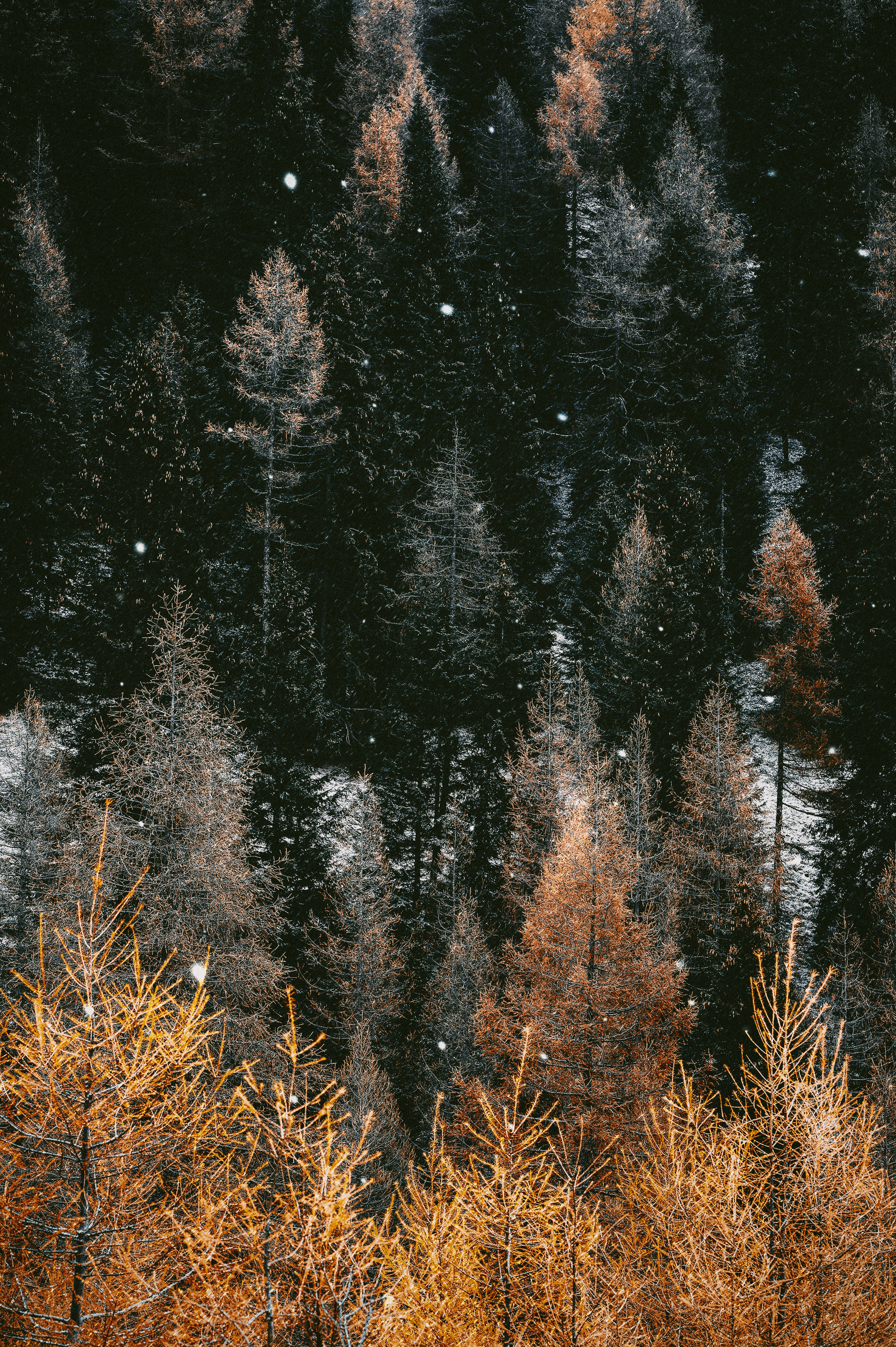HD Forest, fall, snowflakes, 5K Phone Wallpaper