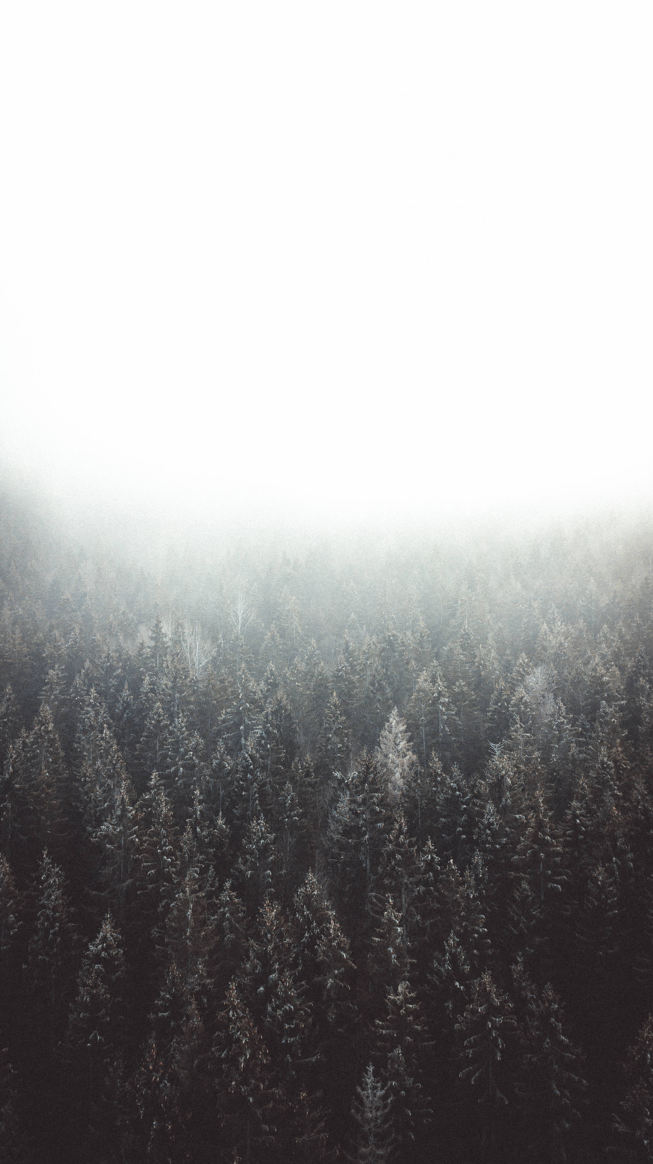 muted hd forest, aerial view, dense pine forest, 4K Phone Wallpaper