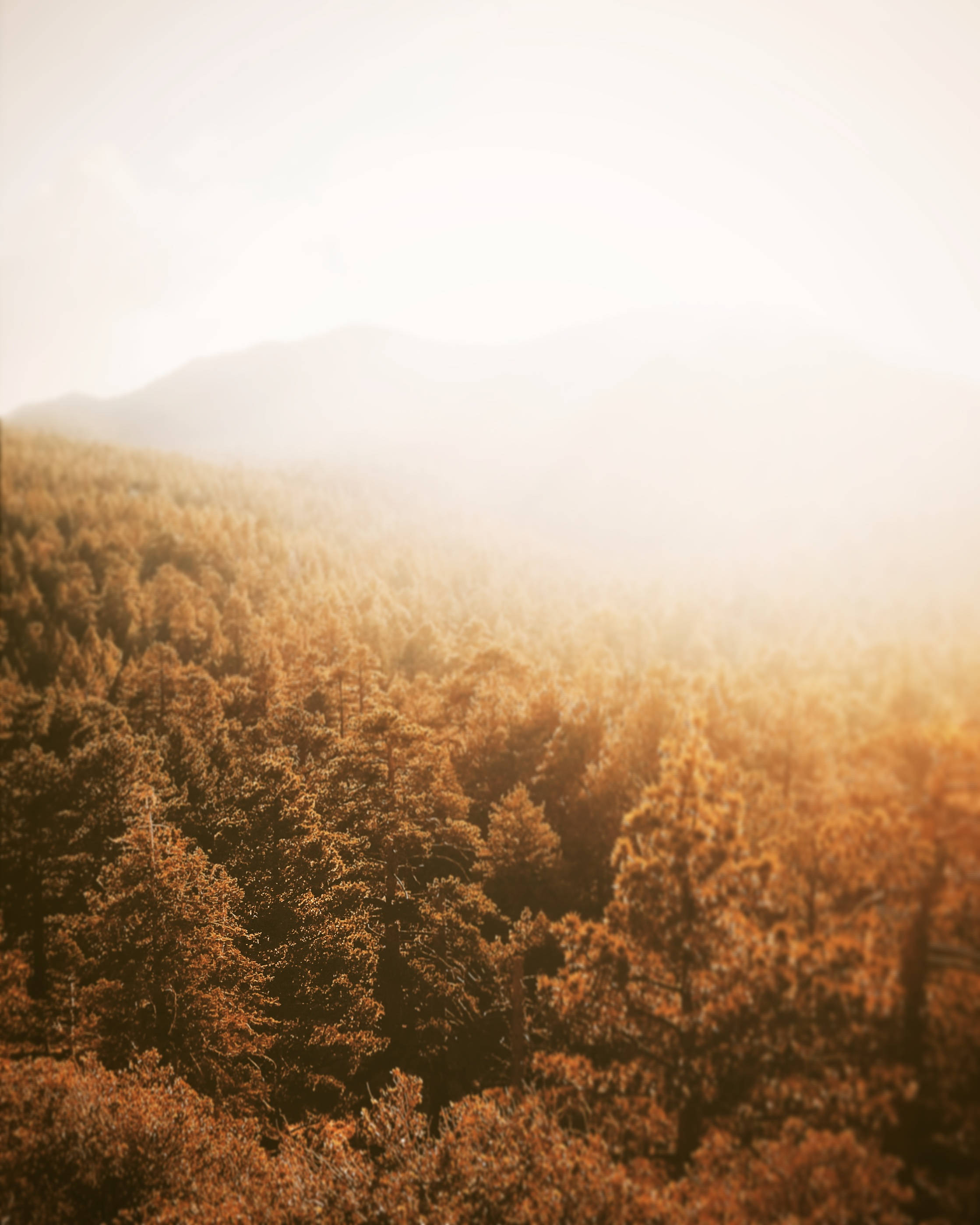 forest in fall photography, golden trees, hazy morning glow, 2K Phone Wallpaper