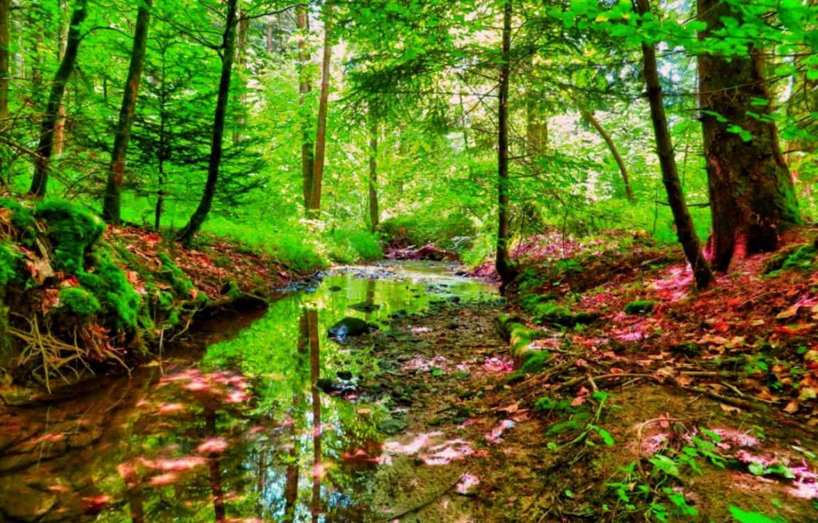 beautiful forest, vibrant forest stream, mossy banks, SD Desktop Wallpaper