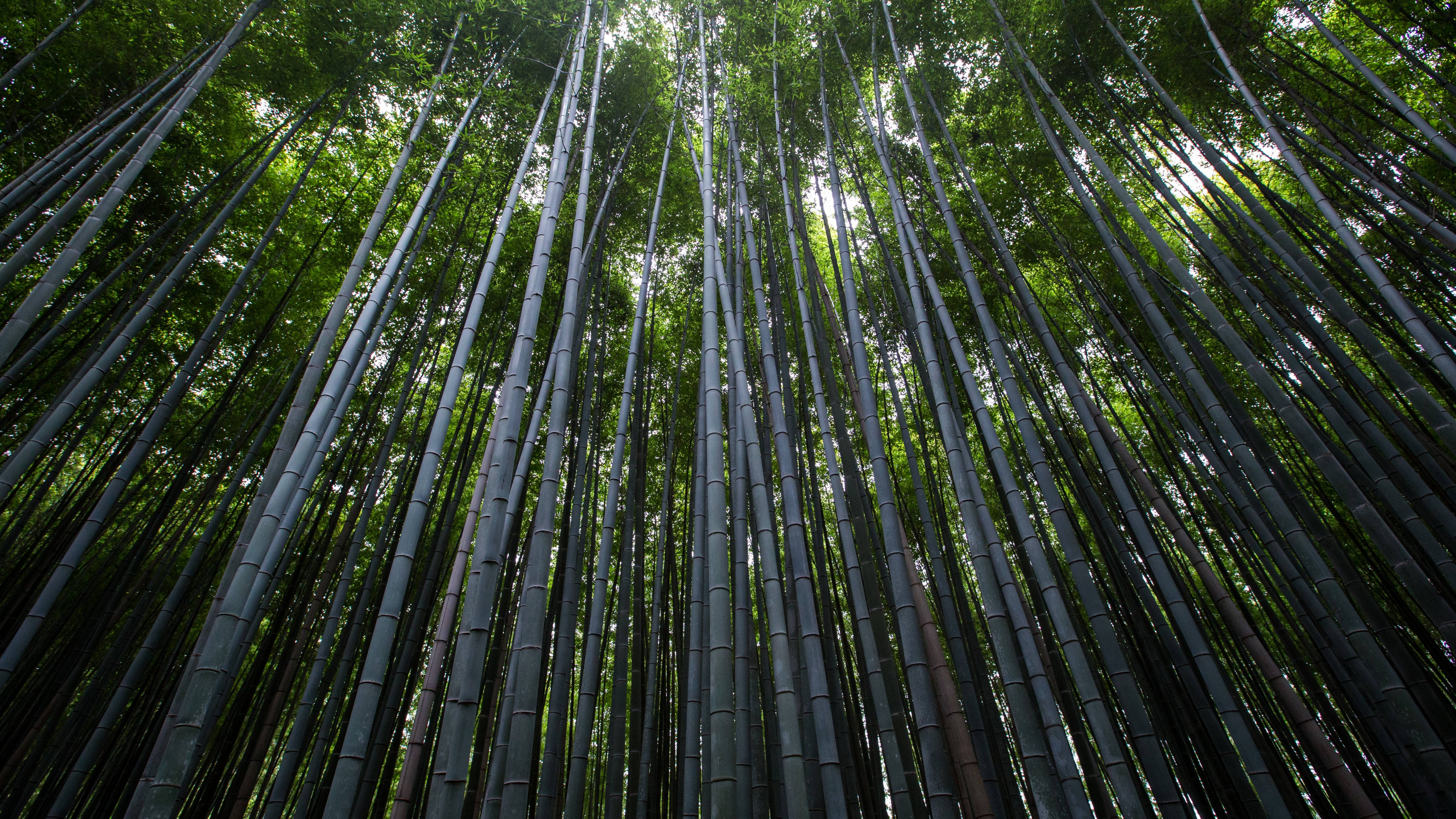 5K HD Forest, bamboo stalks, dense forest canopy, 5K Desktop Wallpaper