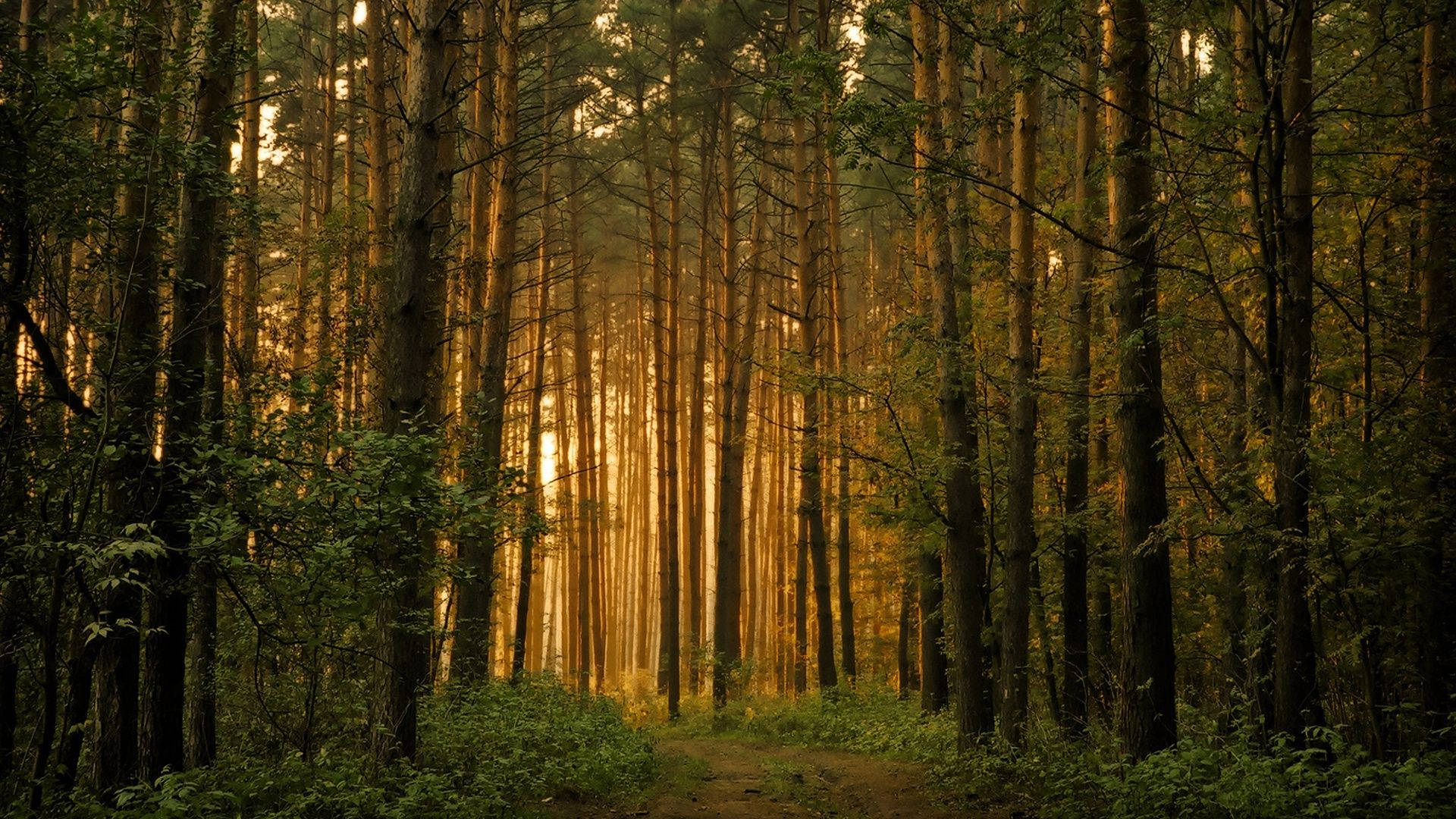 hardwood forest, sunlight, golden beams, Full HD Desktop Wallpaper