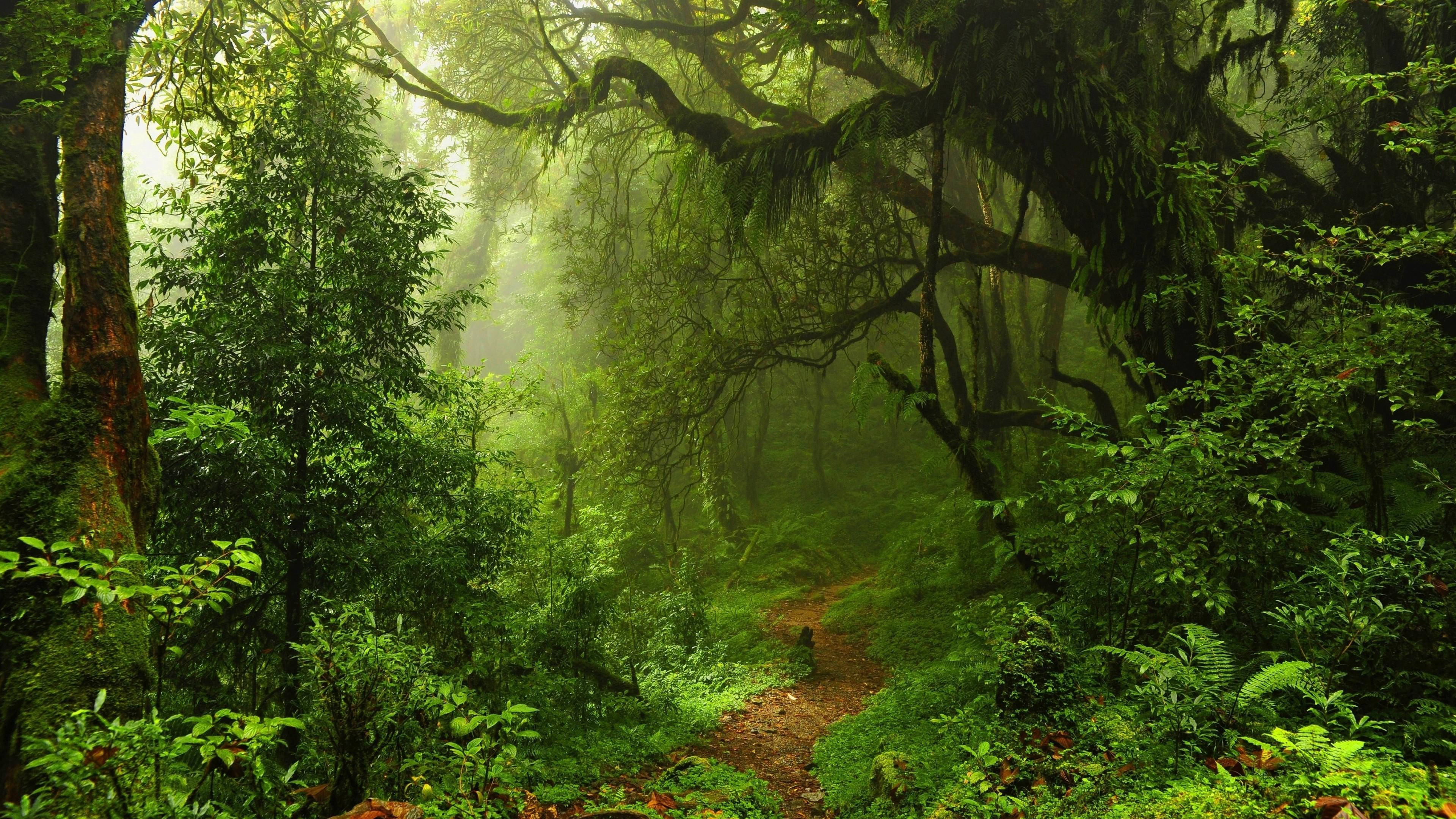 dense 4k forest background, misty forest path, lush green trees, 4K Desktop Wallpaper