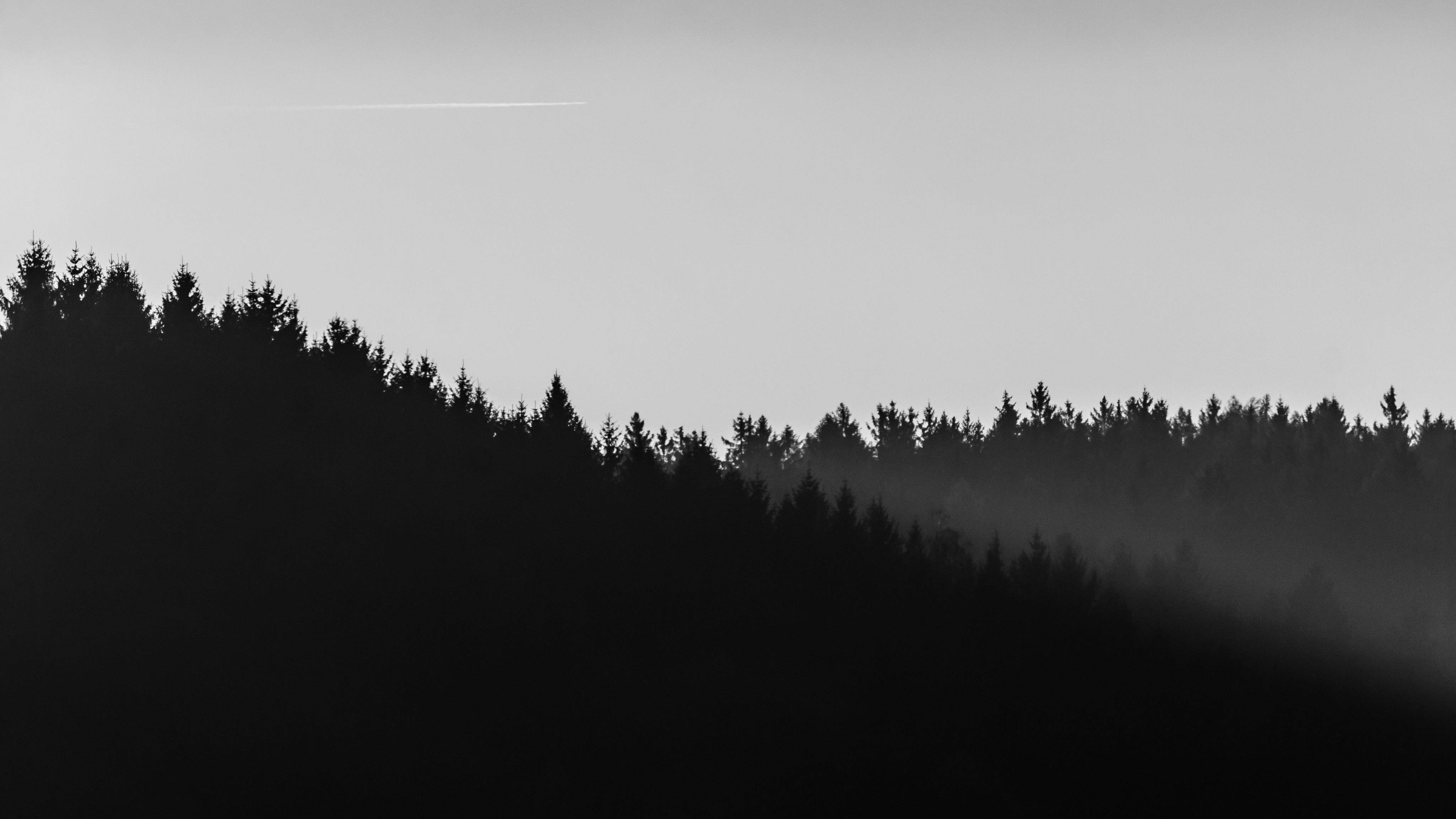 4K, minimalist, black forest, 4K Desktop Wallpaper