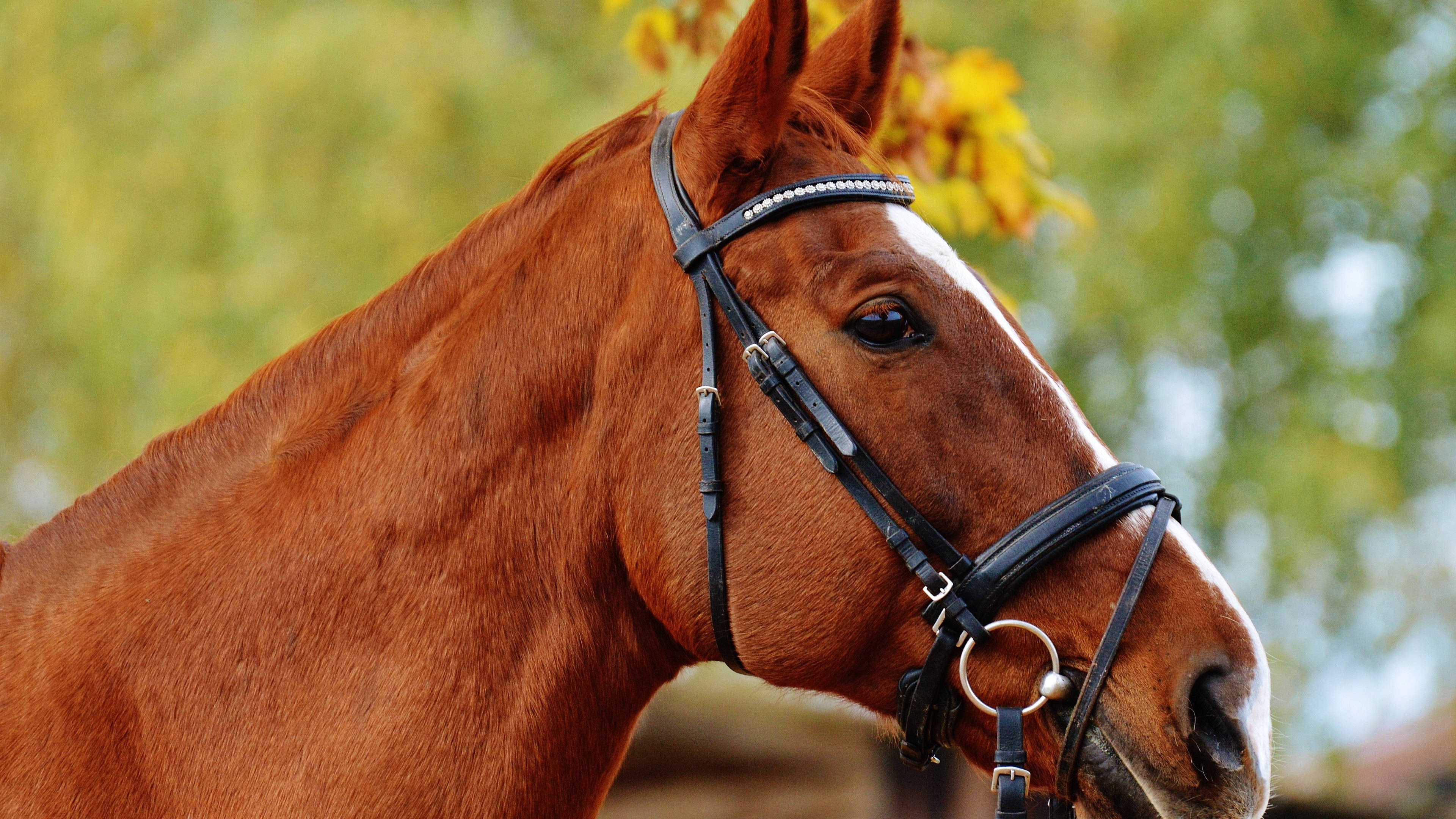 chestnut horse, black bridle, silver accents, 4K Desktop Wallpaper