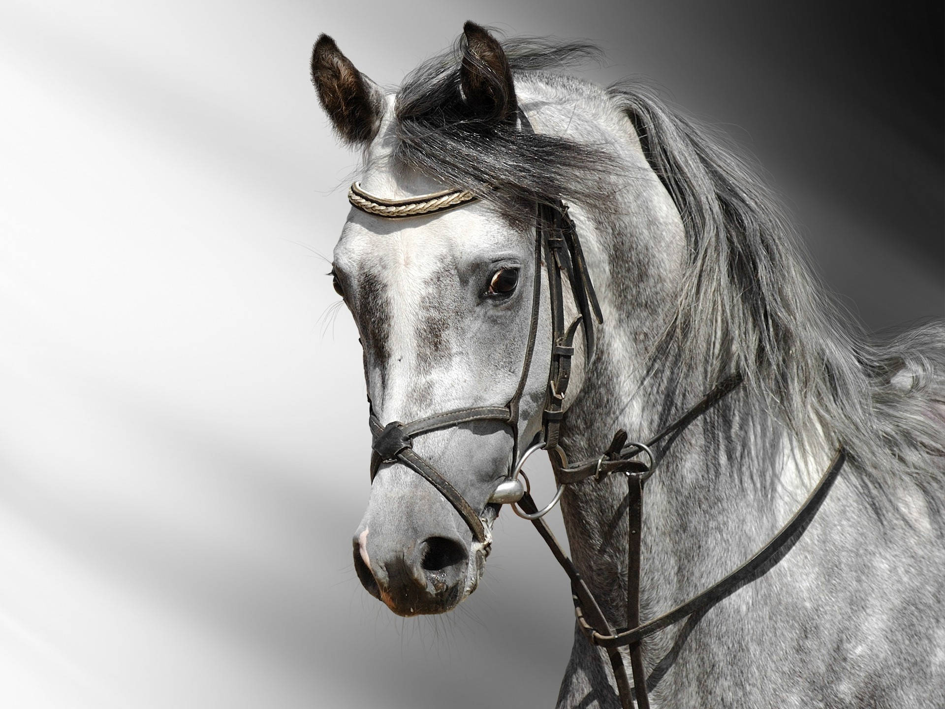 gray horse, flowing mane, bridle, Full HD Desktop Wallpaper