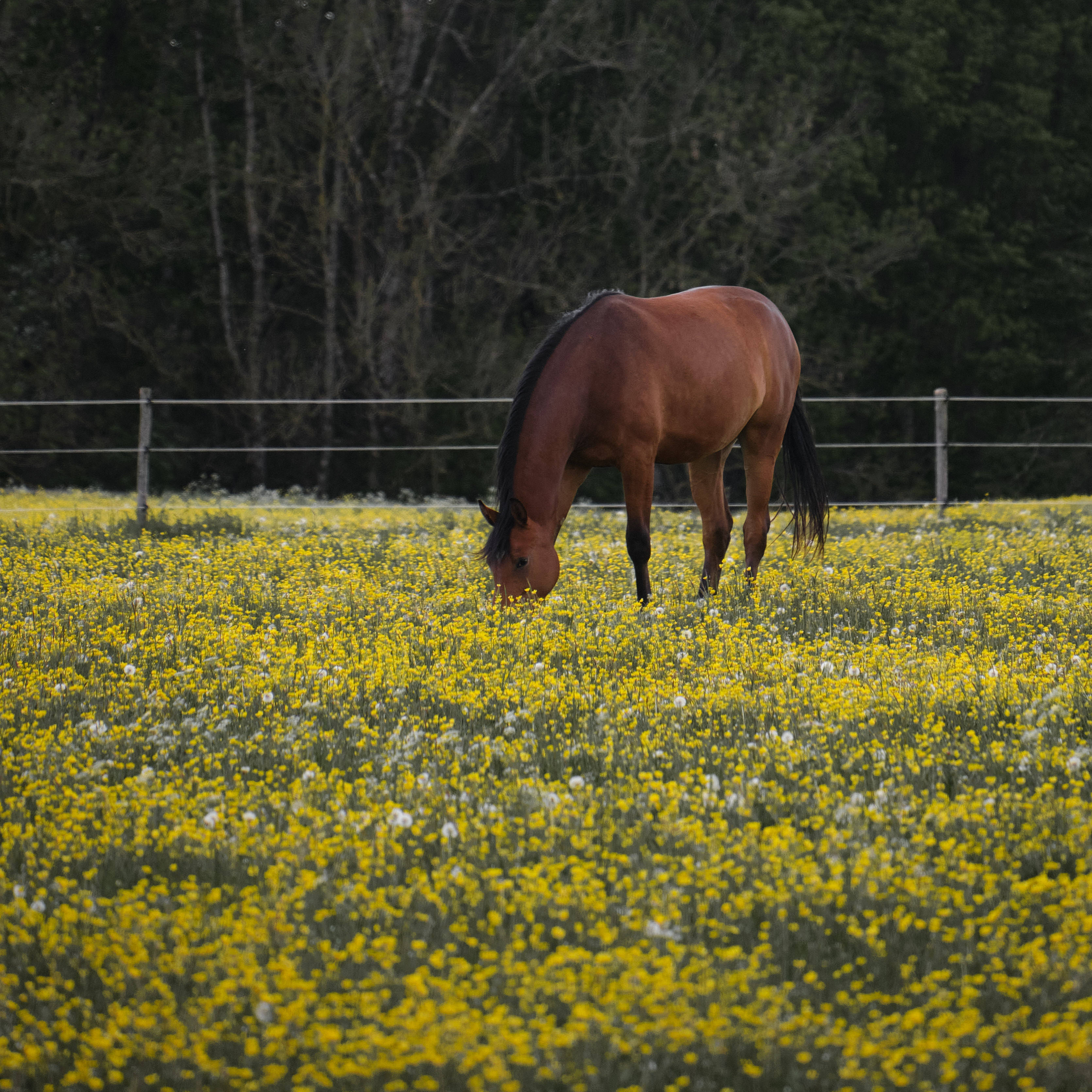 chestnut horse, vibrant field of yellow wildflowers, dark forest backdrop, 2K Desktop Wallpaper
