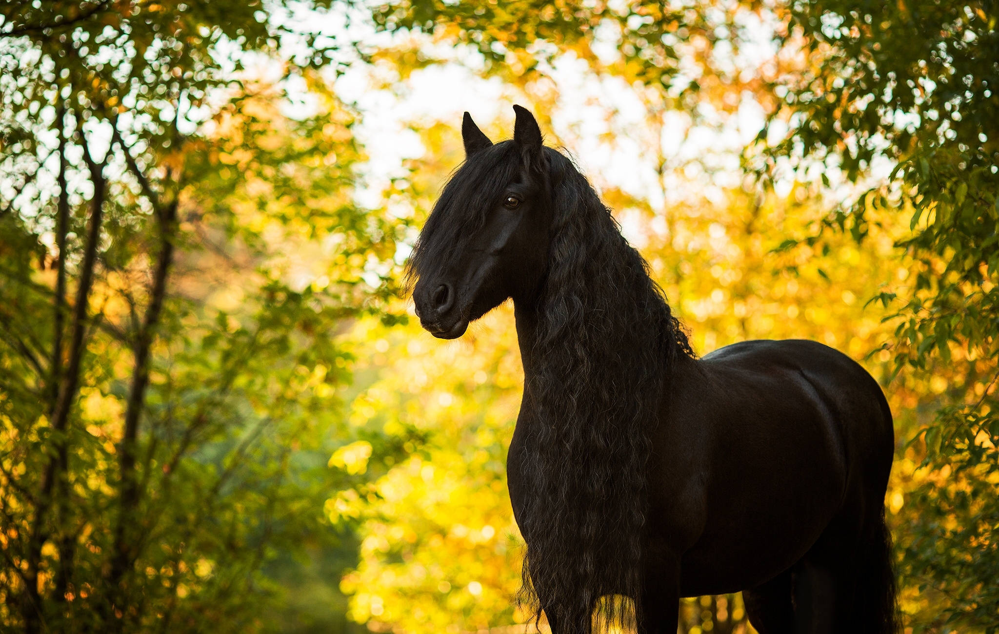 black horse, flowing mane, sunlit forest, Full HD Desktop Wallpaper