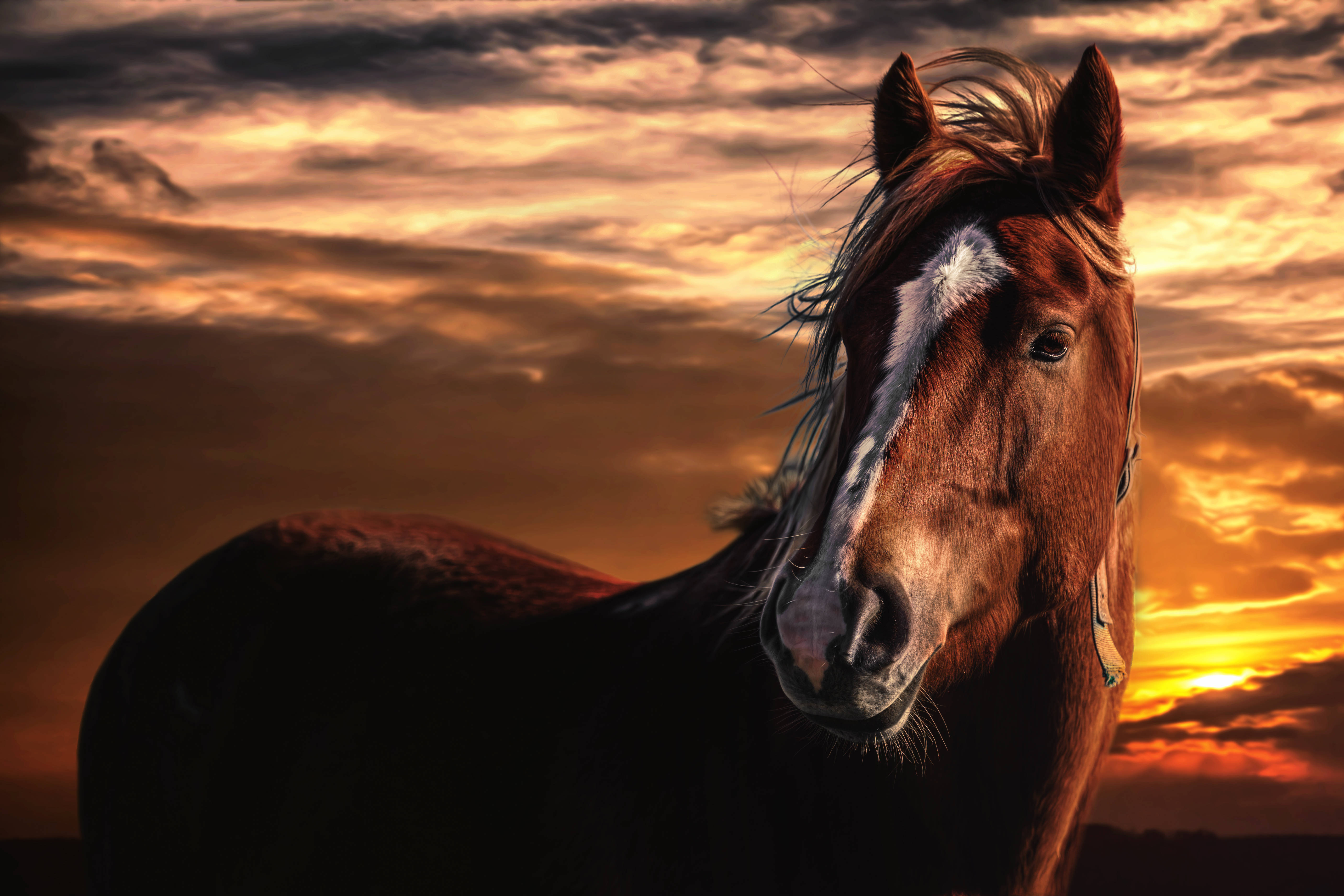 brown horse, white blaze, fiery sunset sky, 5K Desktop Wallpaper