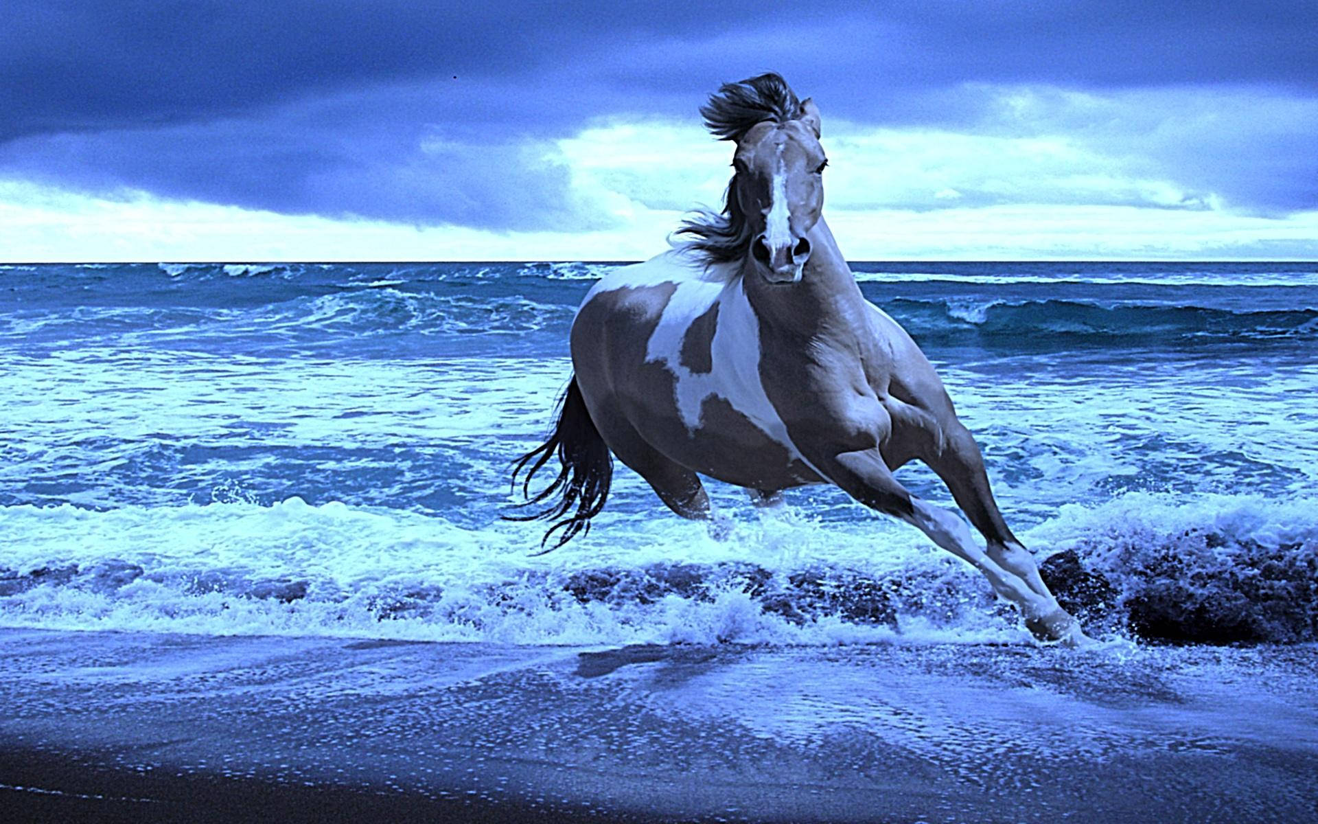 pinto horse, crashing ocean waves, stormy twilight sky, Full HD Desktop Wallpaper