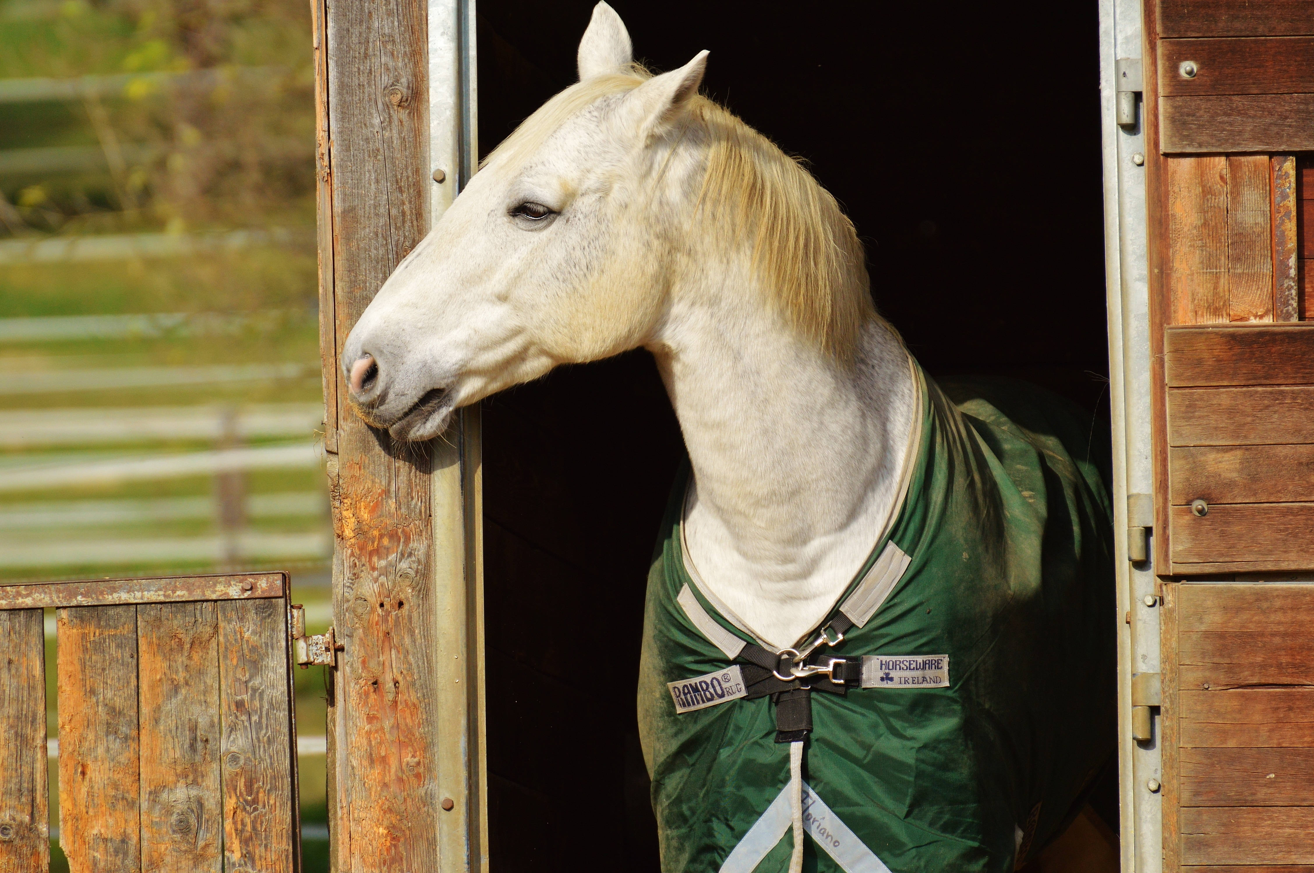 white horse, blonde mane, rustic wooden stable door, 4K Desktop Wallpaper