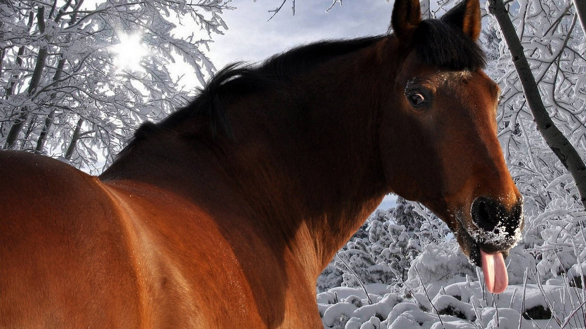 brown horse, snowy forest, sunlit branches, Full HD Desktop Wallpaper