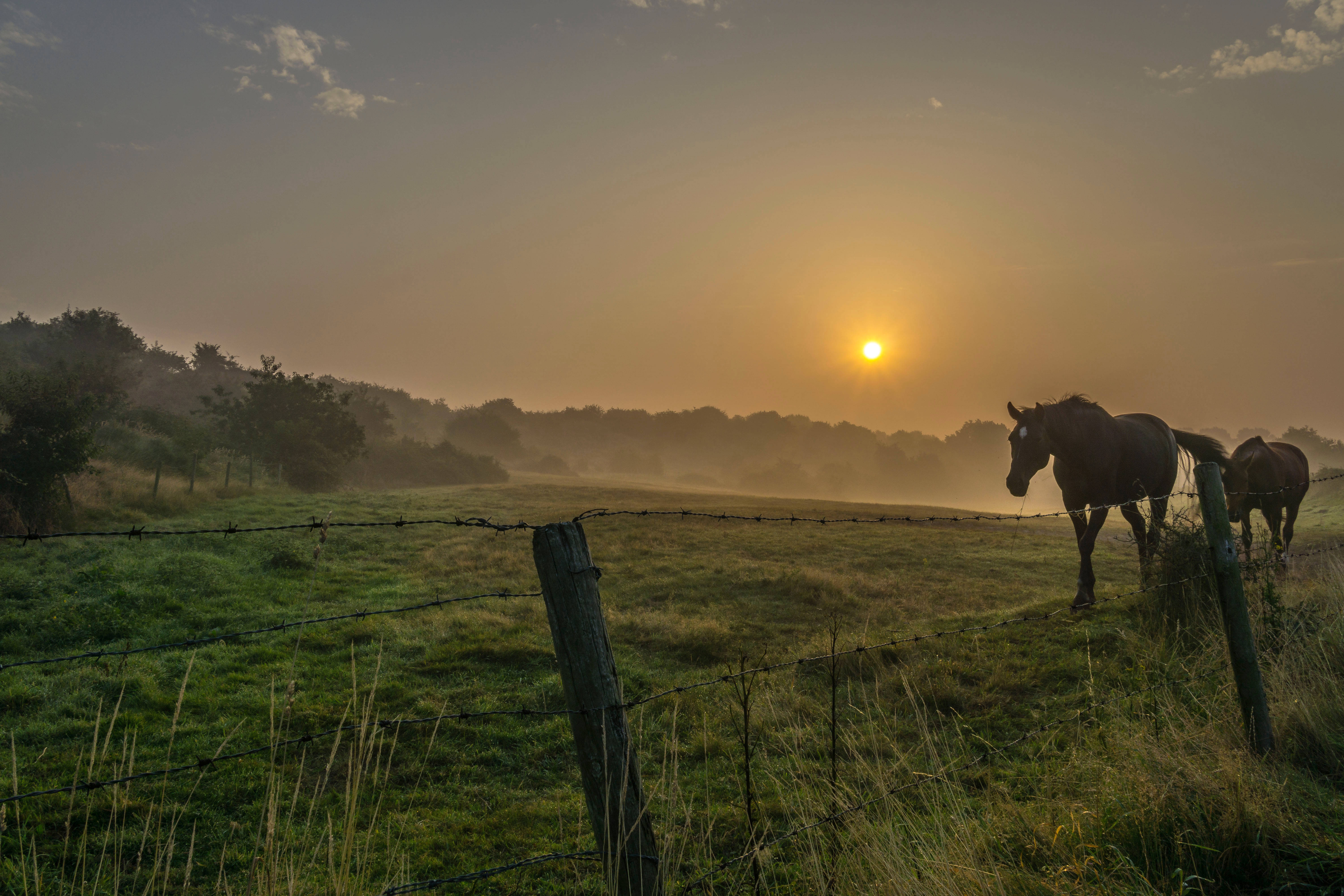 two brown horses, open field, sunrise, 5K Desktop Wallpaper