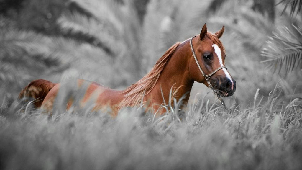 chestnut horse, white blaze, tall grass, SD Desktop Wallpaper
