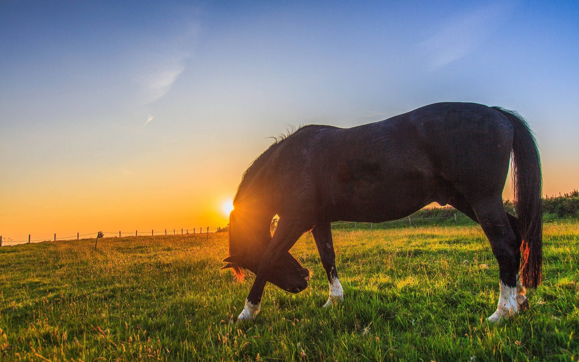 black horse, sunlit field, sunset, Full HD Desktop Wallpaper
