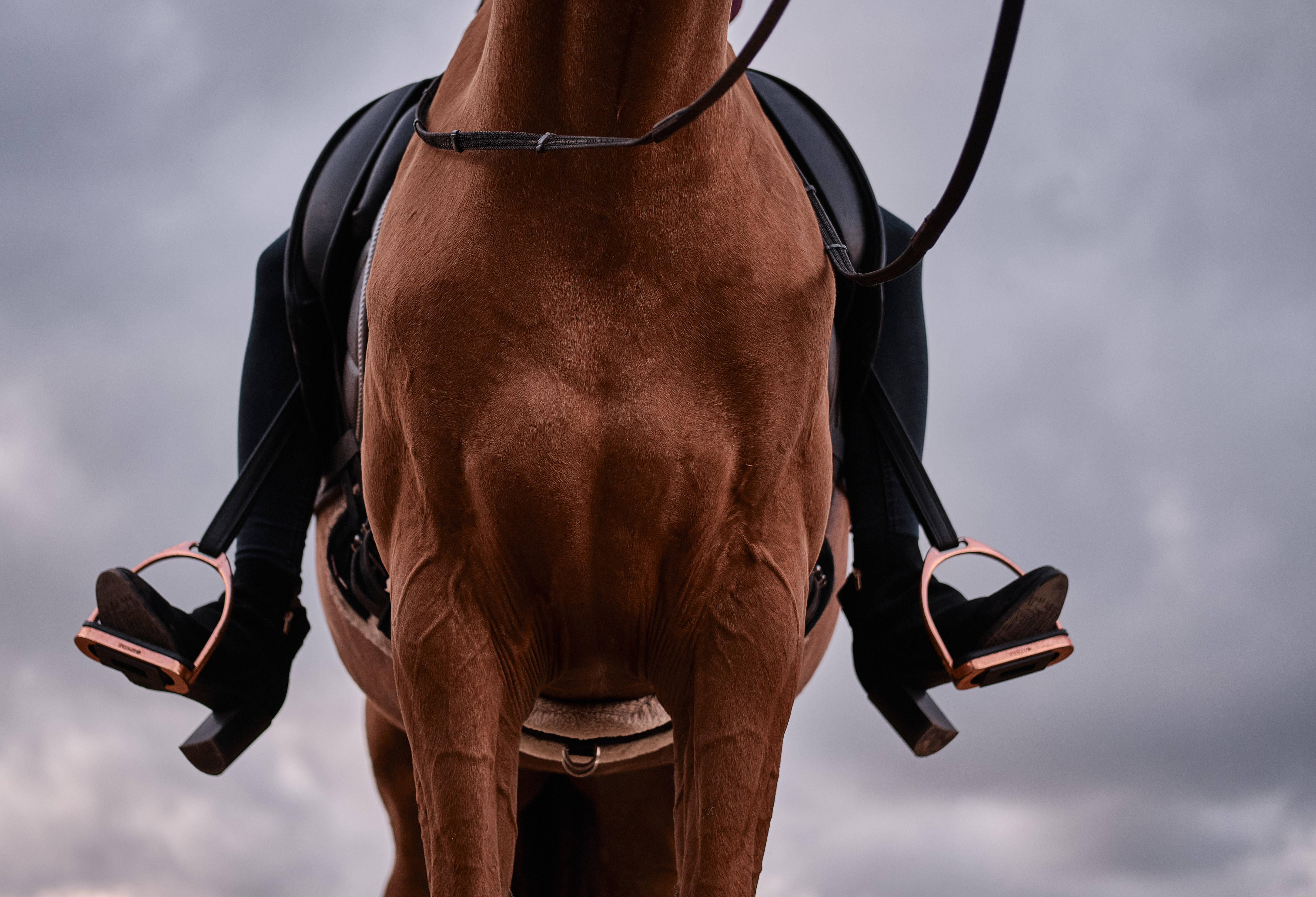 brown horse, black leather saddle, copper stirrups, 5K Desktop Wallpaper