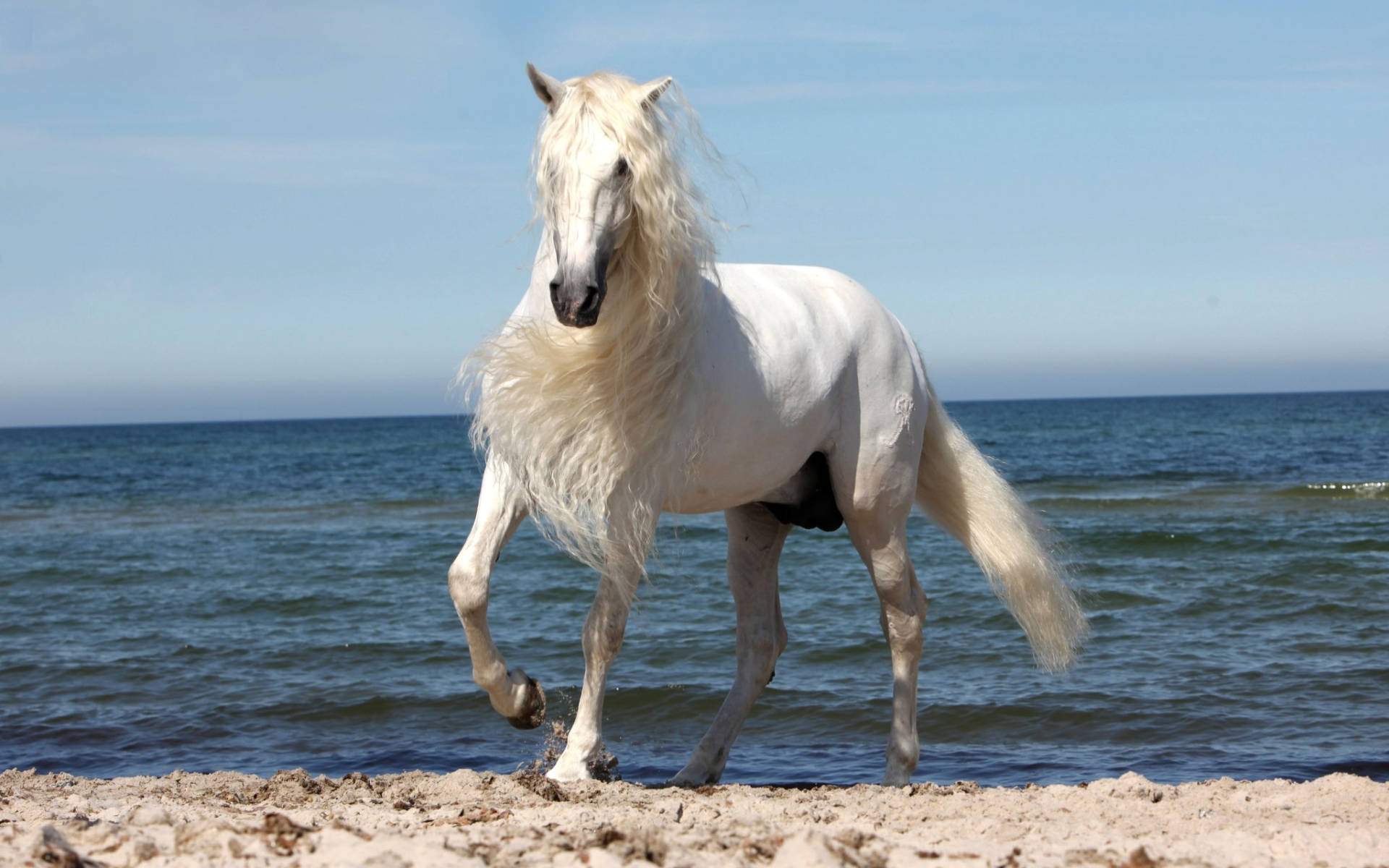 white horse, flowing mane, shallow ocean water, Full HD Desktop Wallpaper