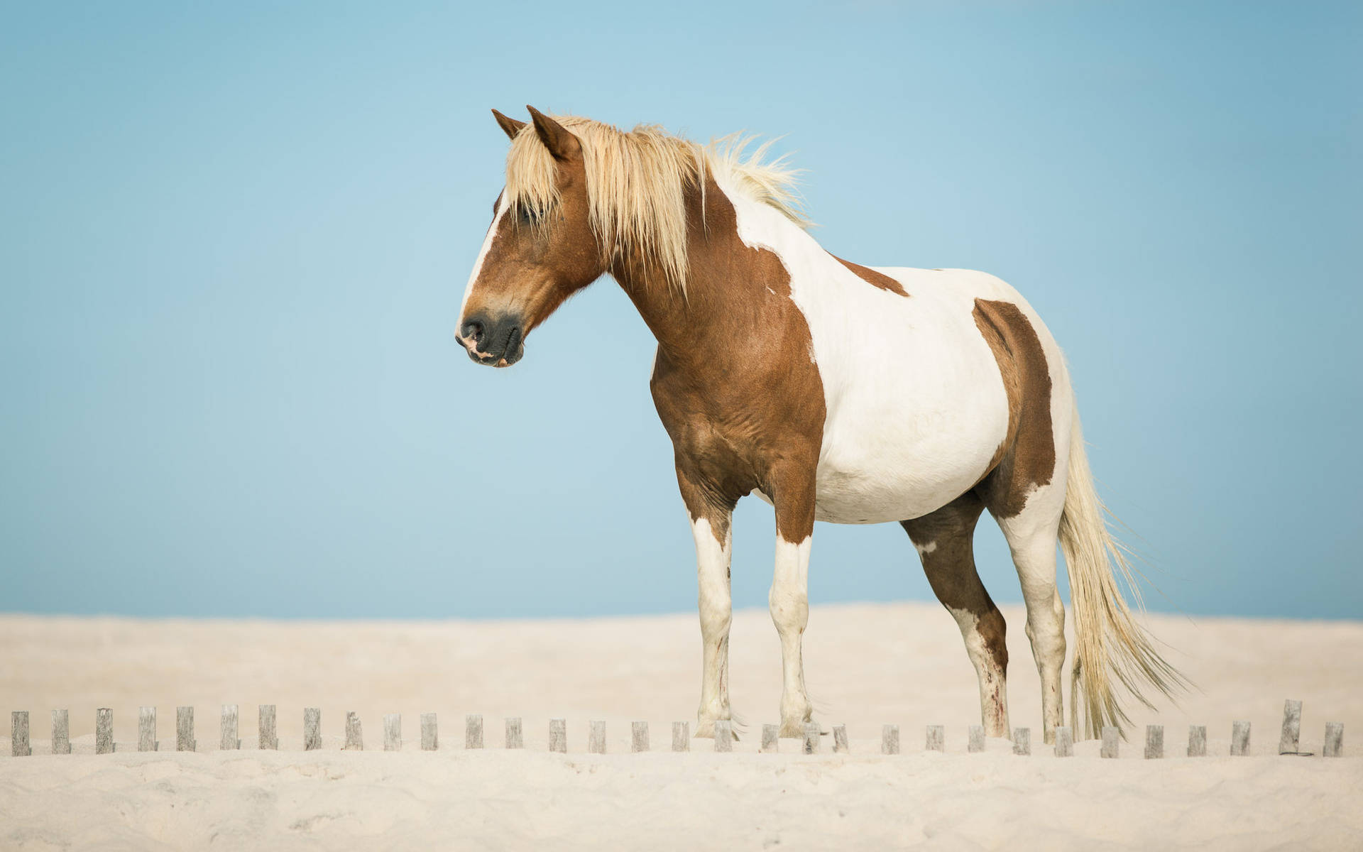pinto horse, sandy beach, wooden fence, Full HD Desktop Wallpaper