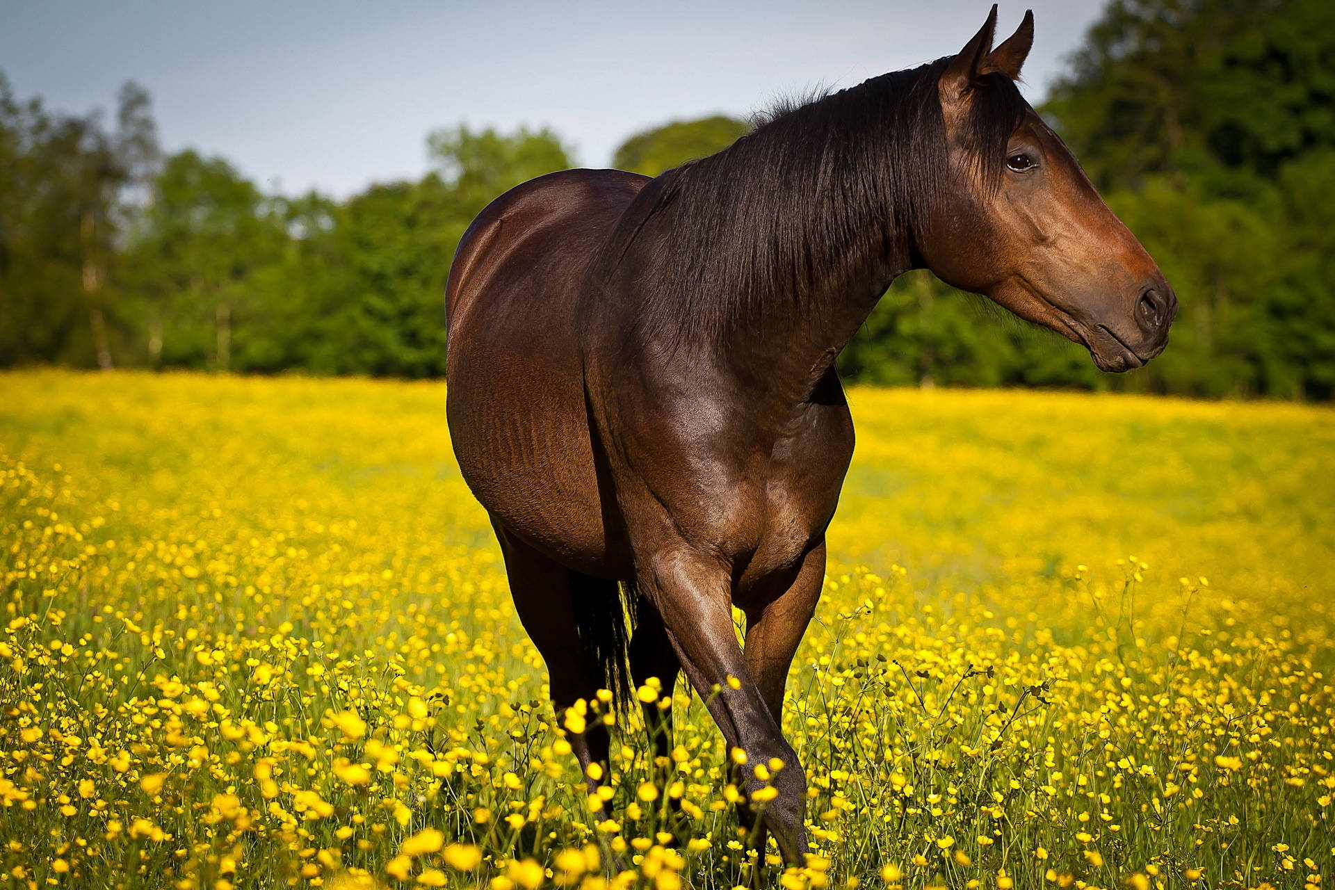 brown horse, vibrant field of yellow wildflowers, soft blue sky, Full HD Desktop Wallpaper