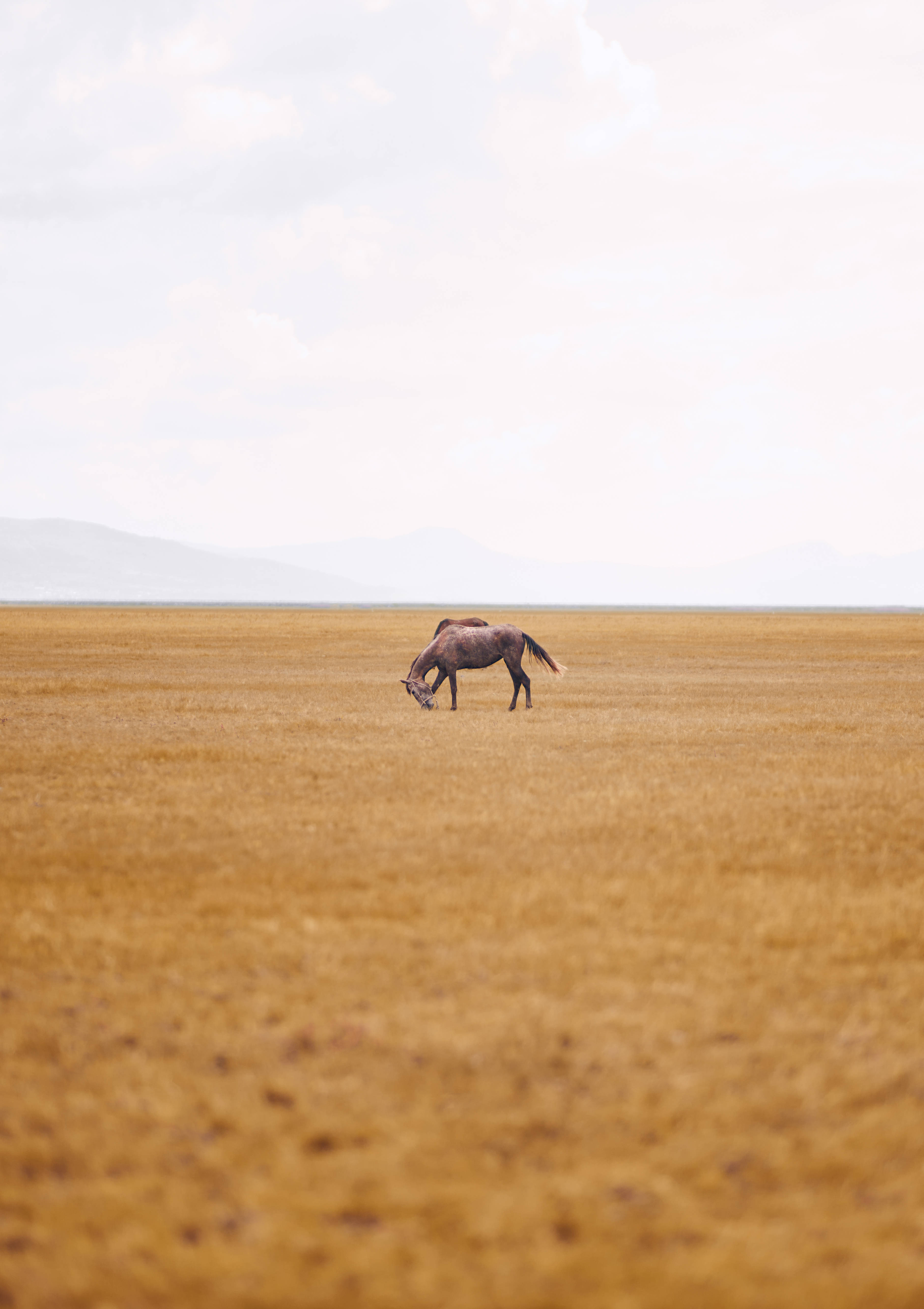 HD Horse, golden field, overcast sky, 5K Phone Wallpaper