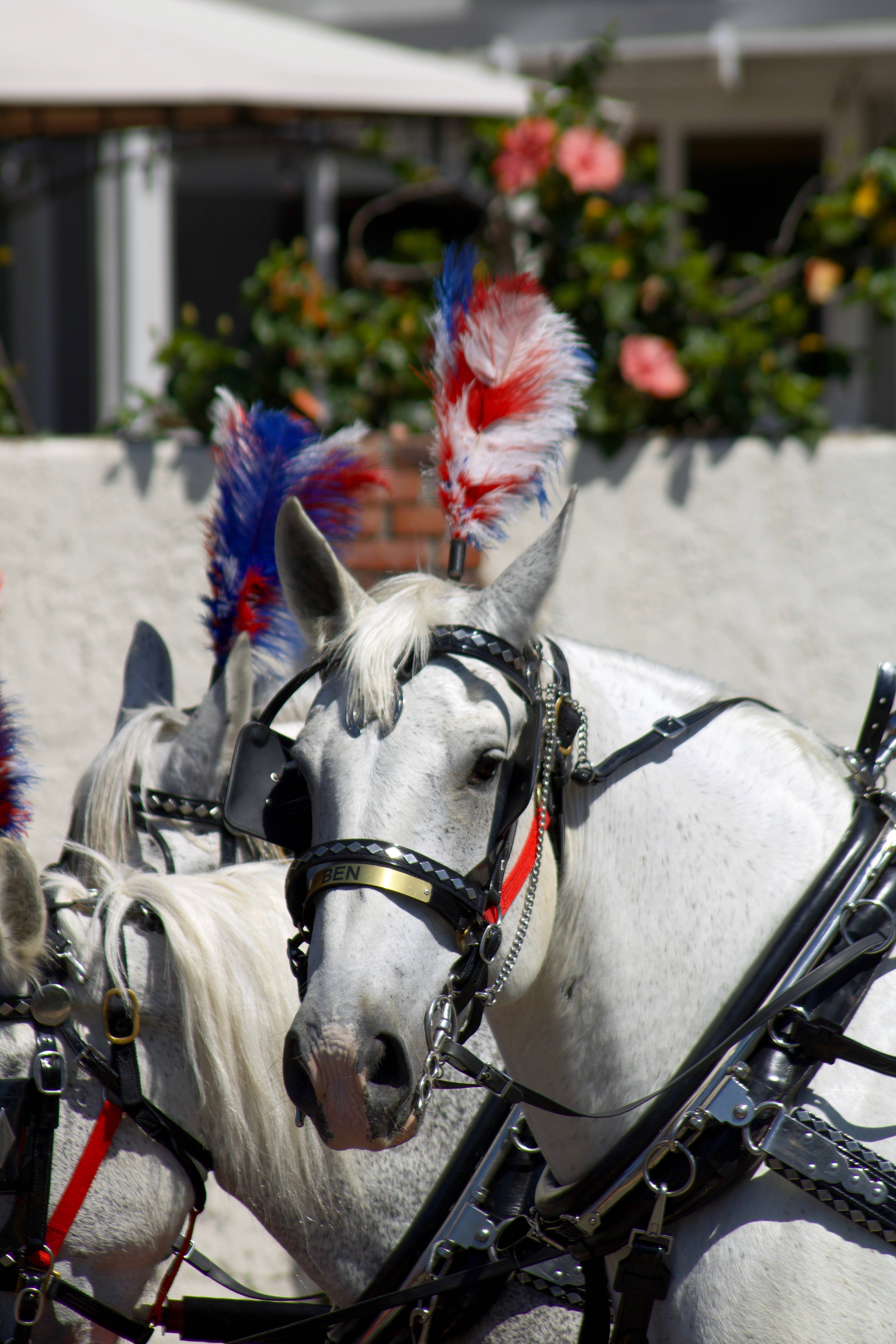 white horse, red blue and white feather plumes, bright daylight, 5K Phone Wallpaper