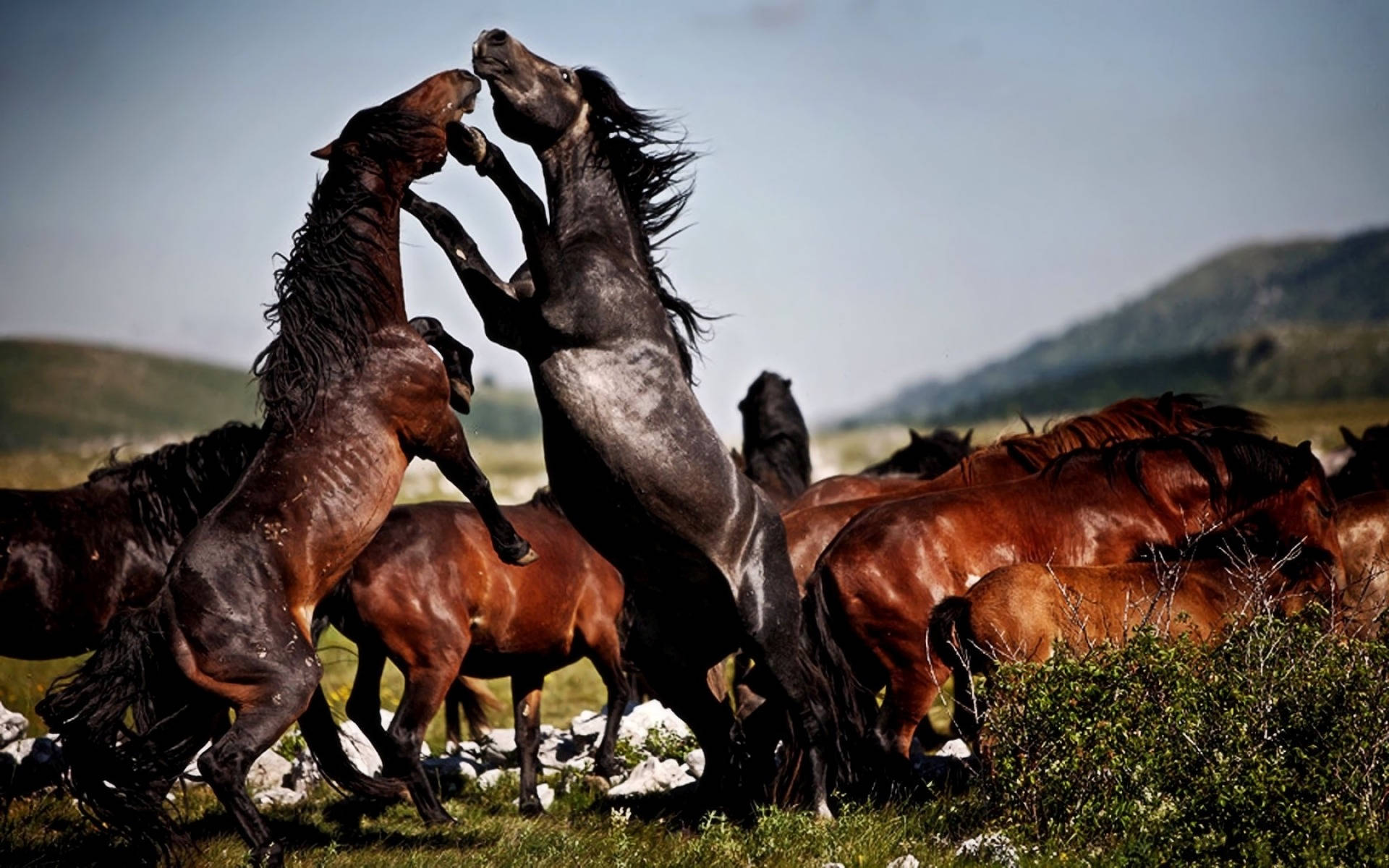 wild horses, grassy field, herd, Full HD Desktop Wallpaper