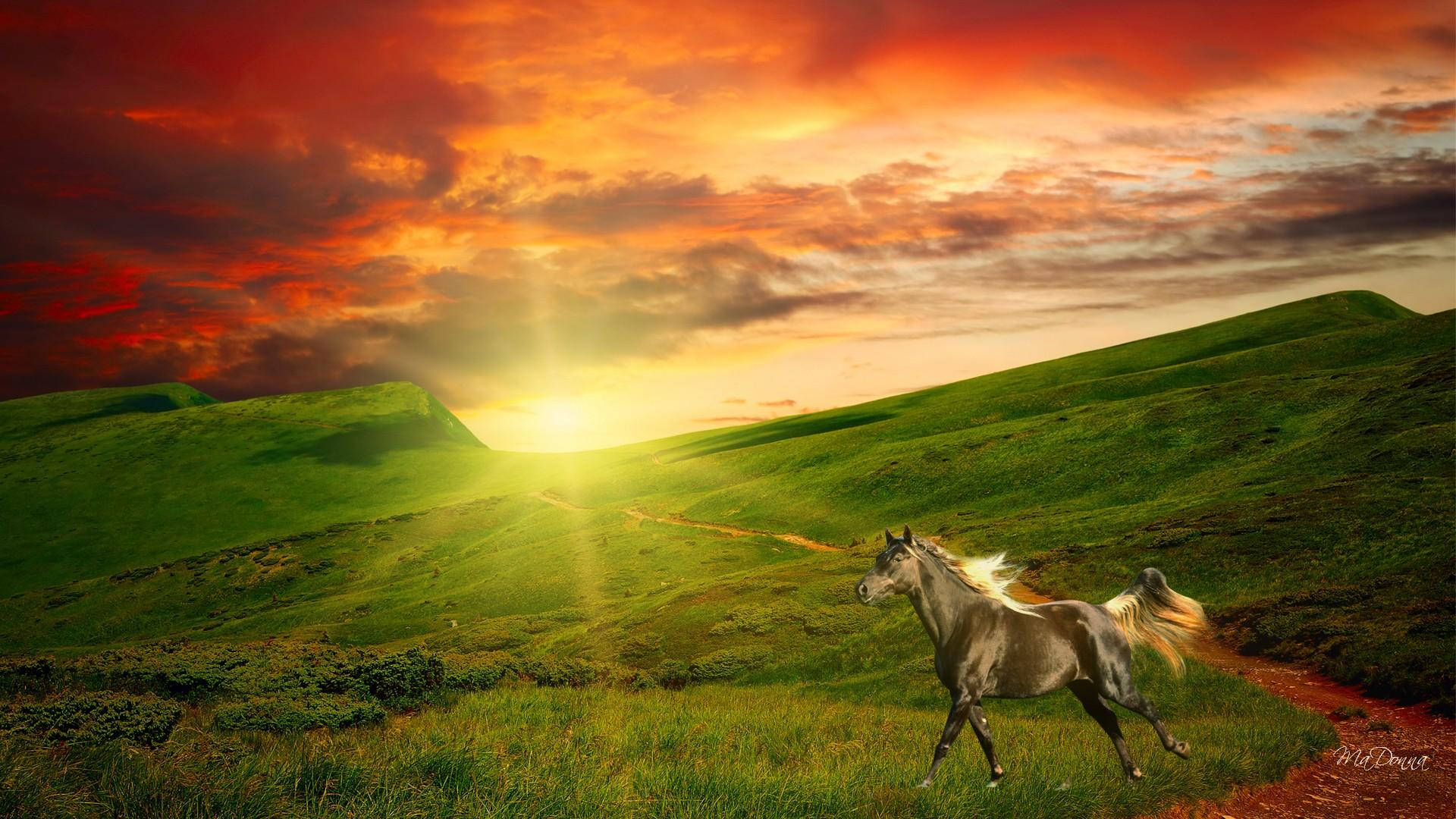 dapple gray horse, sunlit green hill, fiery orange and red sunset sky, Full HD Desktop Wallpaper