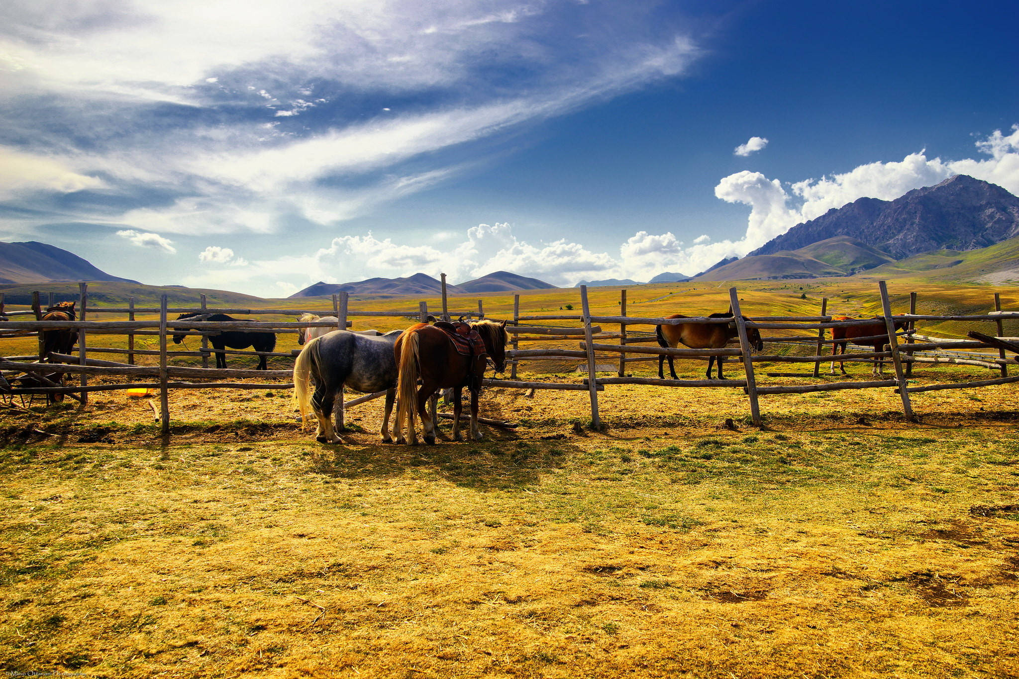 Horses, wooden fence, grassy field, Full HD Desktop Wallpaper