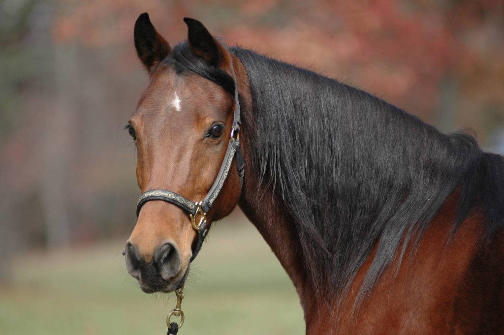 chestnut horse, black mane, bridle, SD Desktop Wallpaper