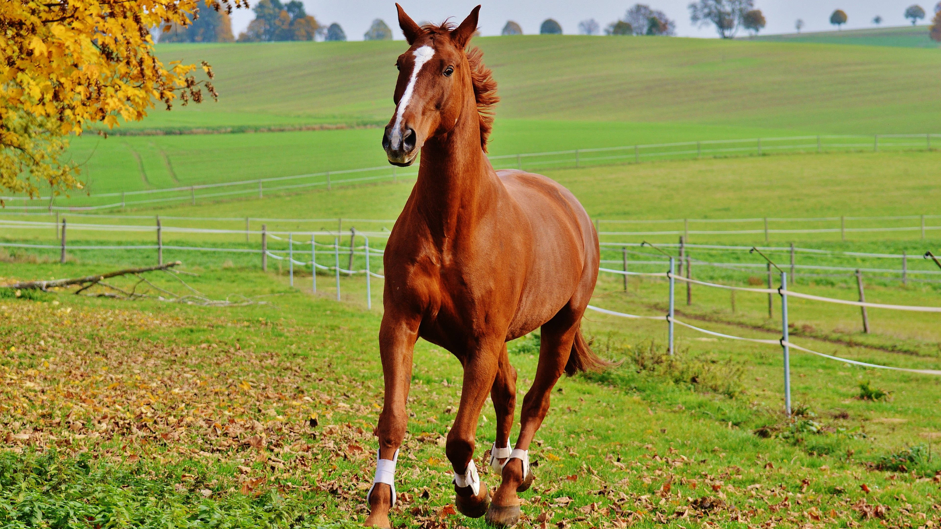 chestnut horse, white blaze, grassy field, 4K Desktop Wallpaper