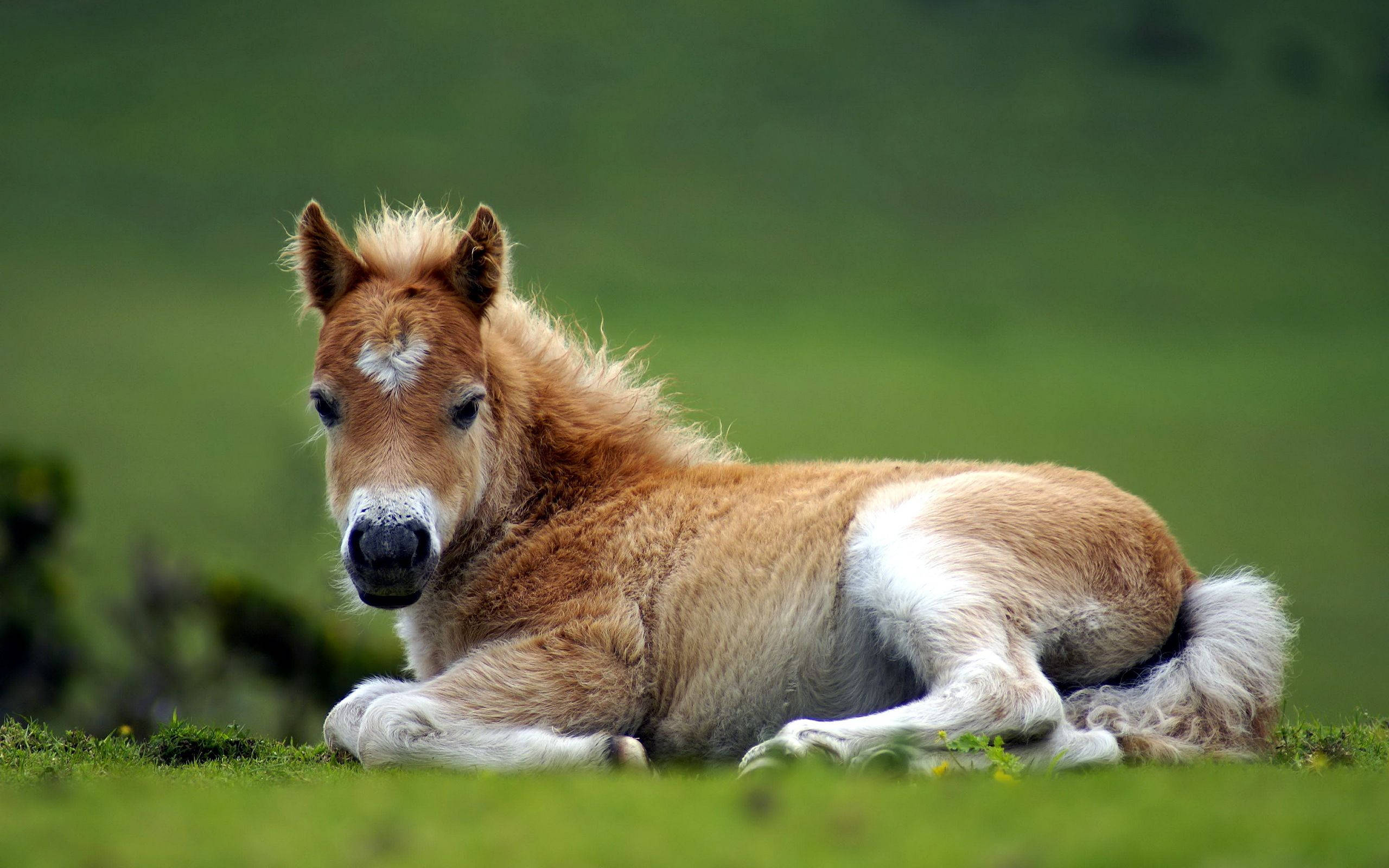 new born cute horse, fluffy brown and white coat, vibrant green grass, 2K Desktop Wallpaper