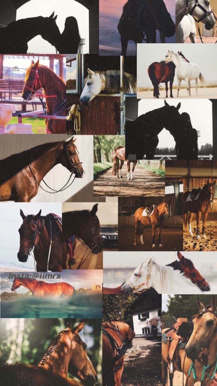 horse, collage, golden hour, HD Phone Wallpaper