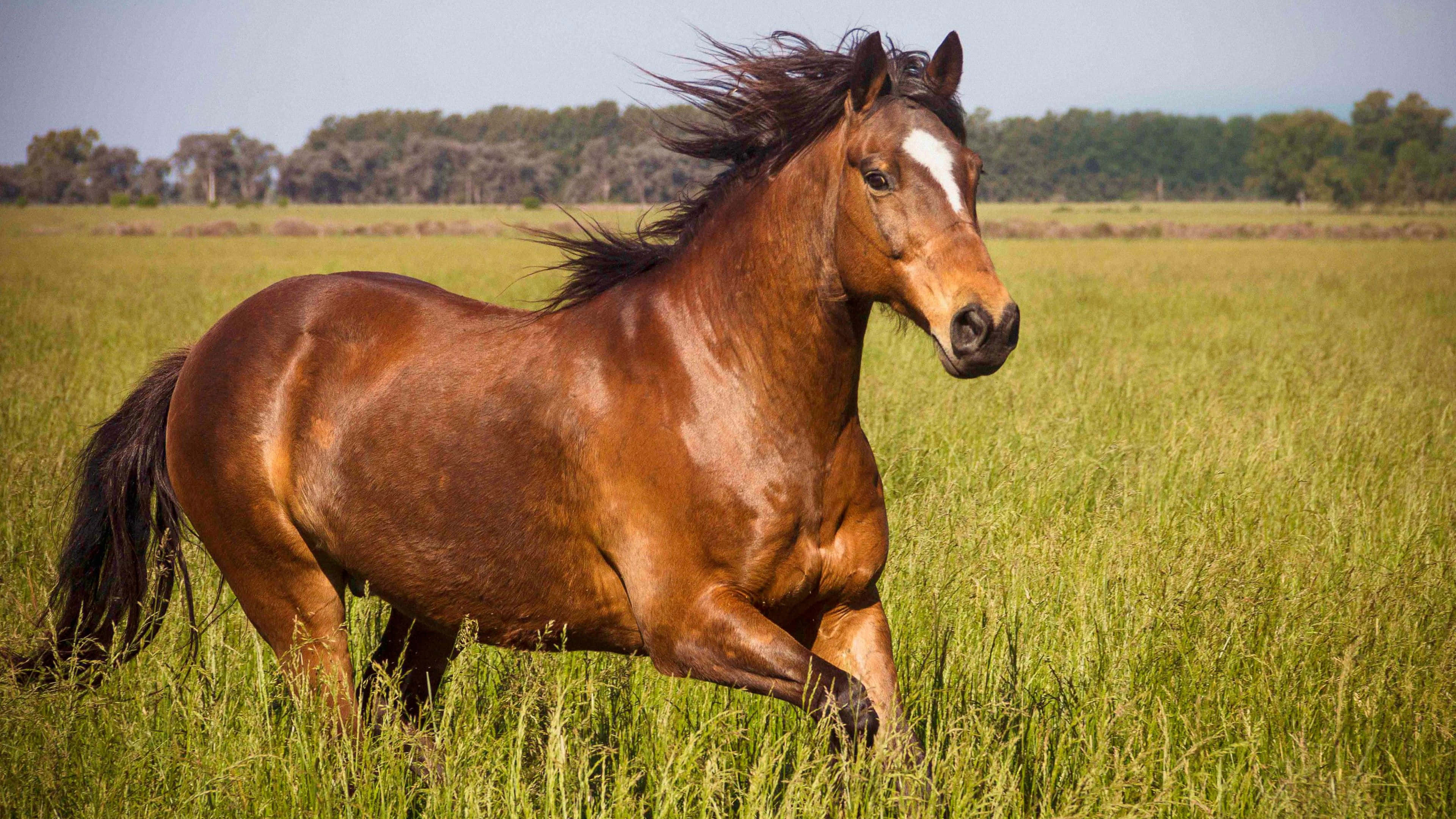 chestnut horse, white blaze, tall green grass, 4K Desktop Wallpaper
