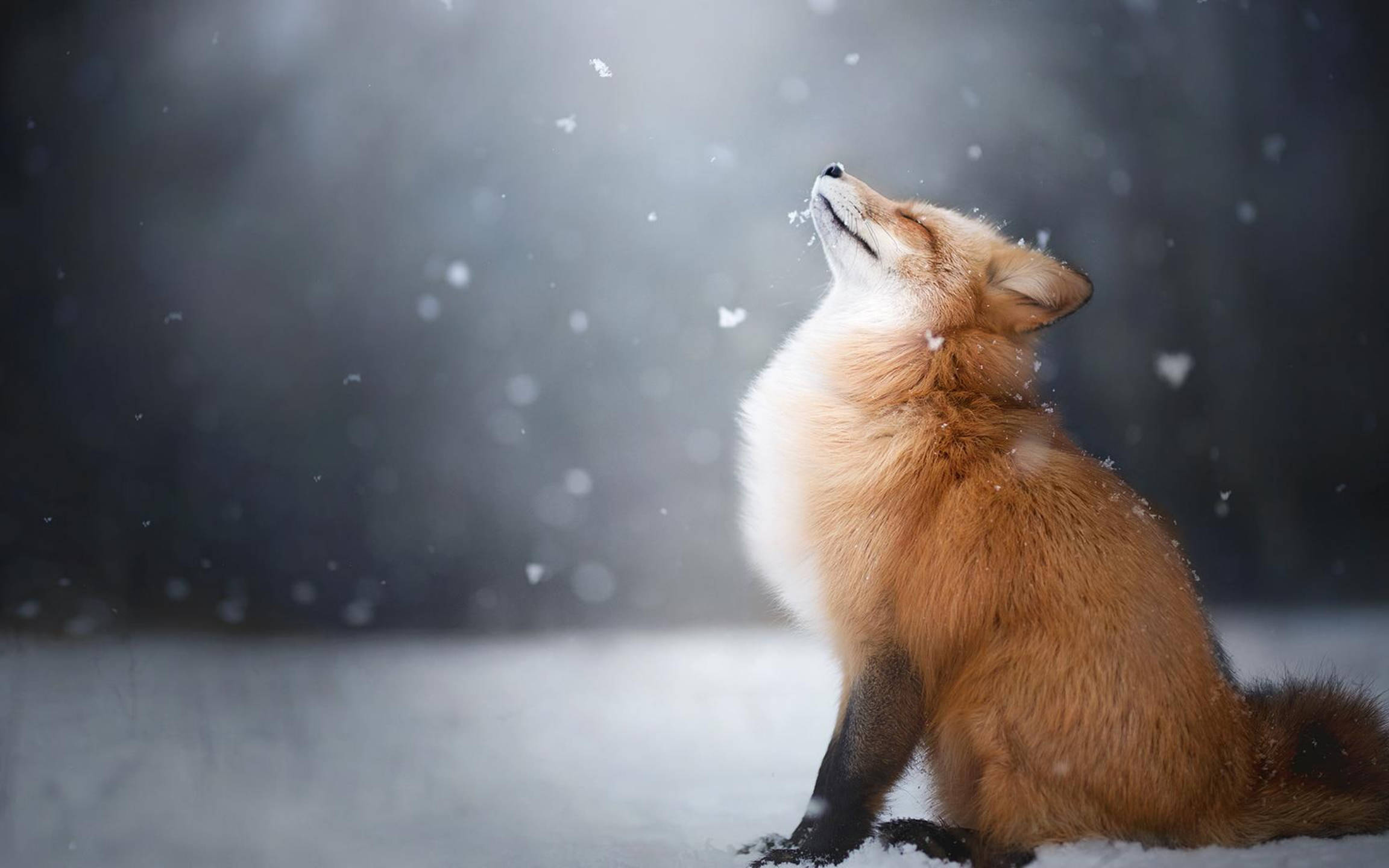 red fox, snow, snowflakes, Full HD Desktop Wallpaper