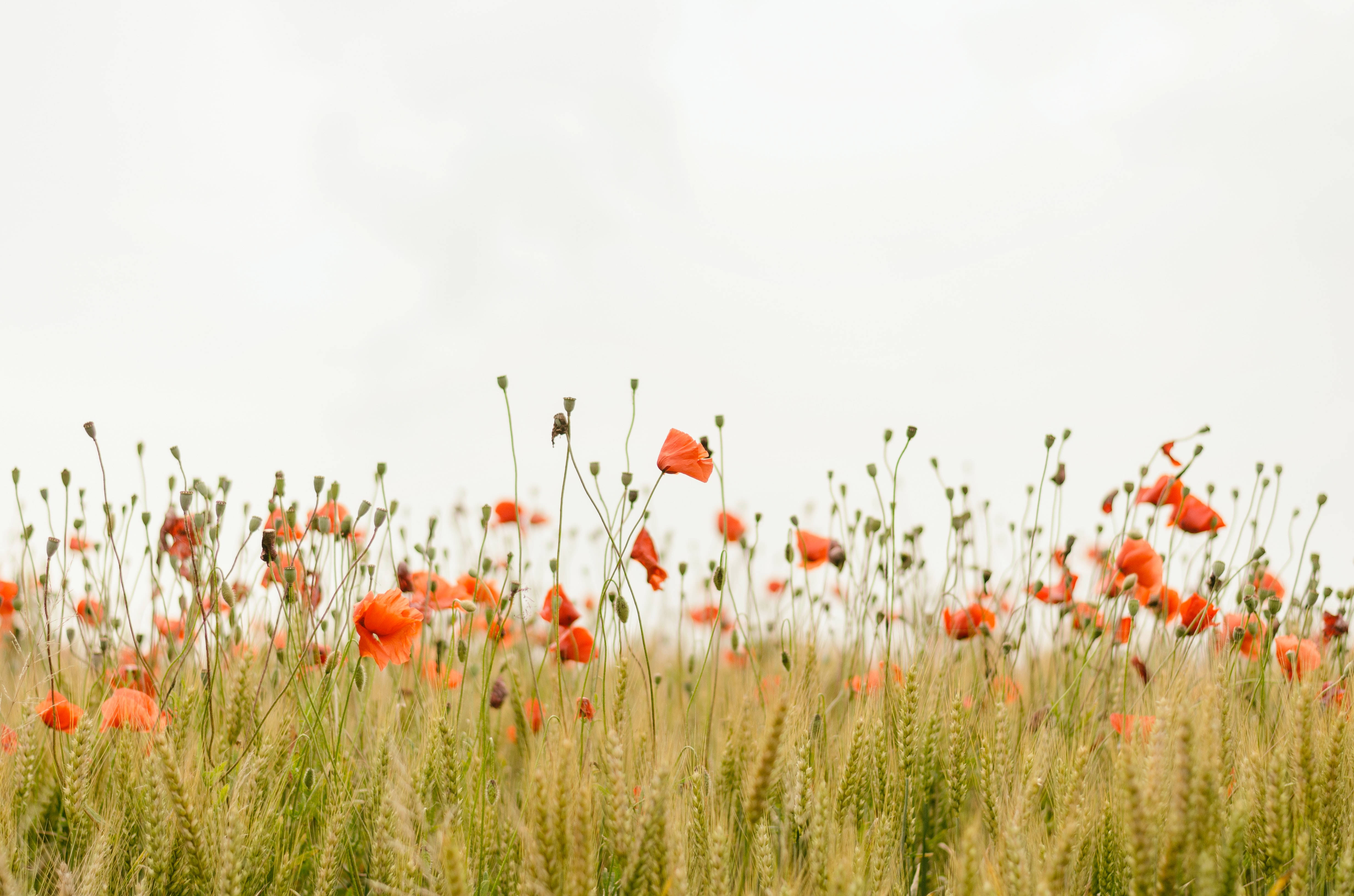 poppy field, orange poppies, golden wheat stalks, 4K Desktop Wallpaper