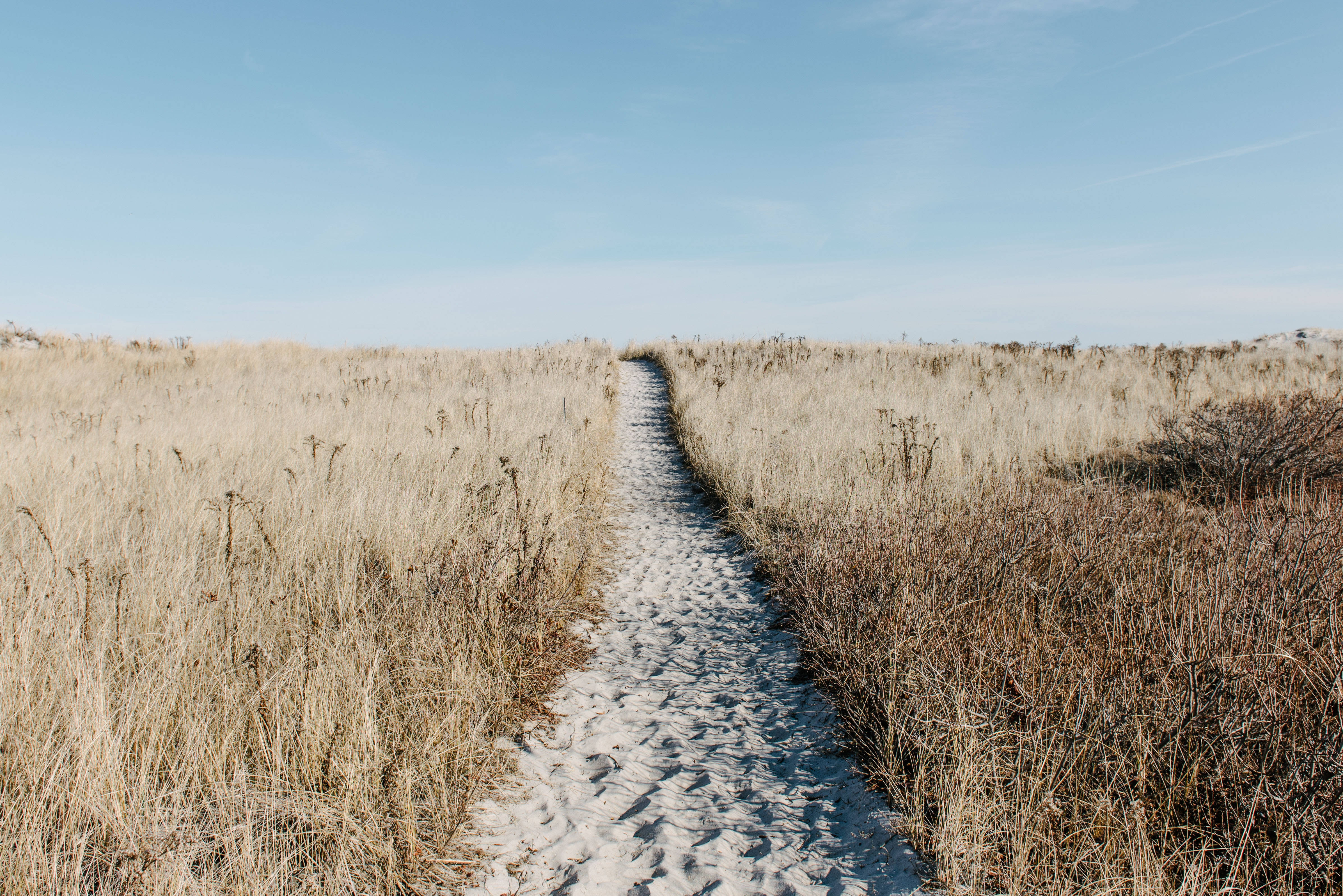 beach pathway, sandy path, tall golden grass, 4K Desktop Wallpaper
