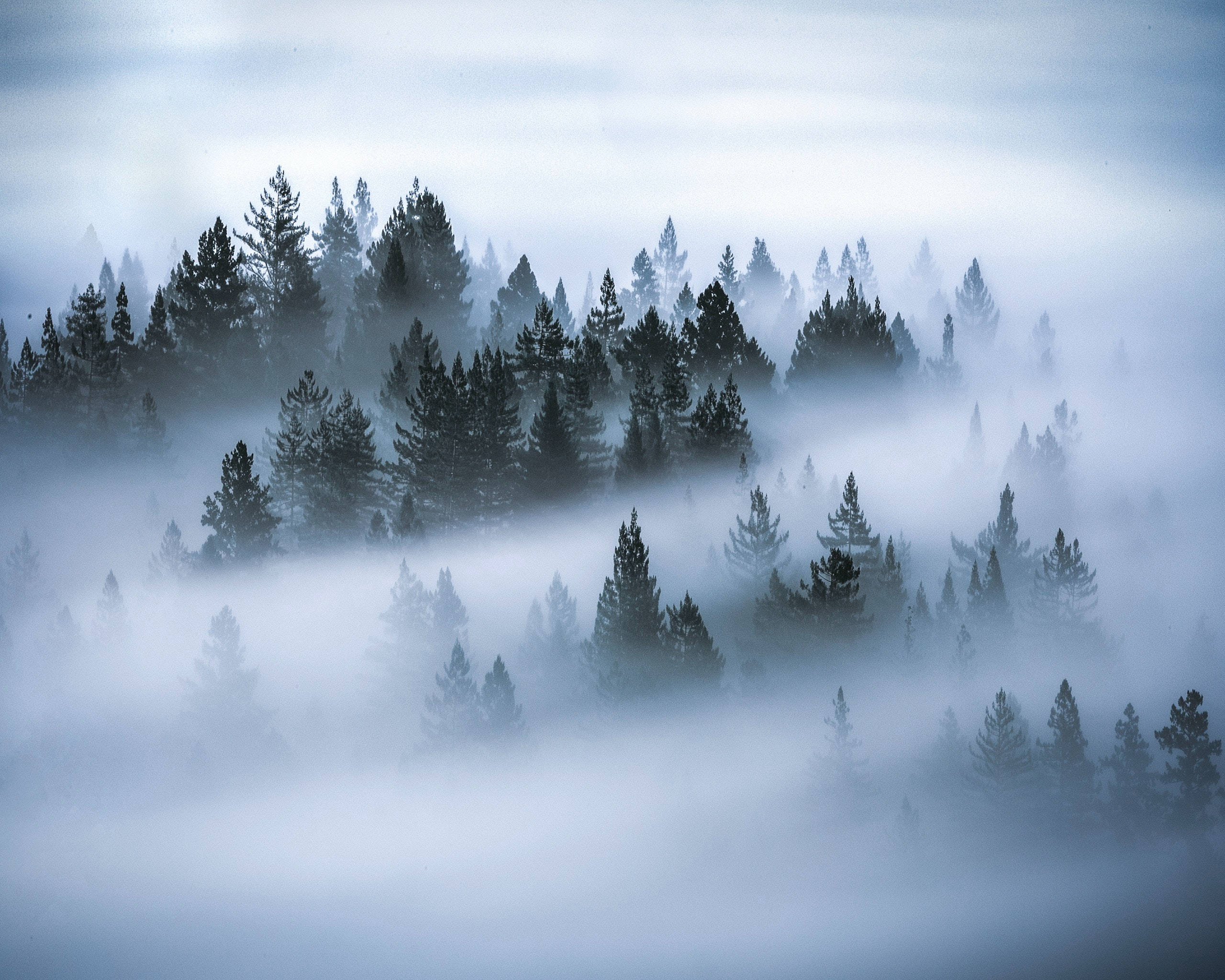 Sea Of Trees, HD Landscape Desktop, misty morning fog, 2K Desktop Wallpaper