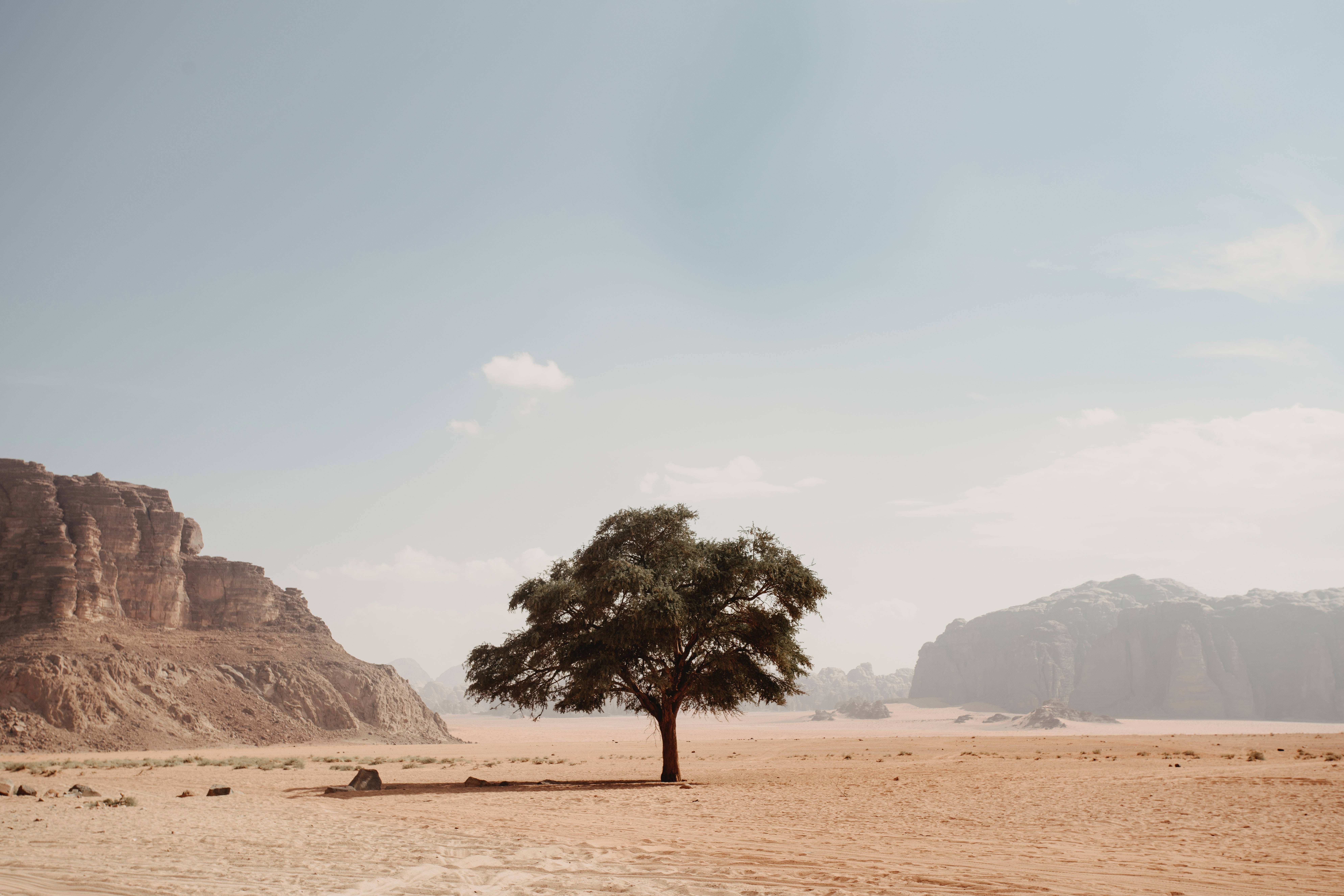 desert tree, orange desert, towering rock formations, 8K Desktop Wallpaper